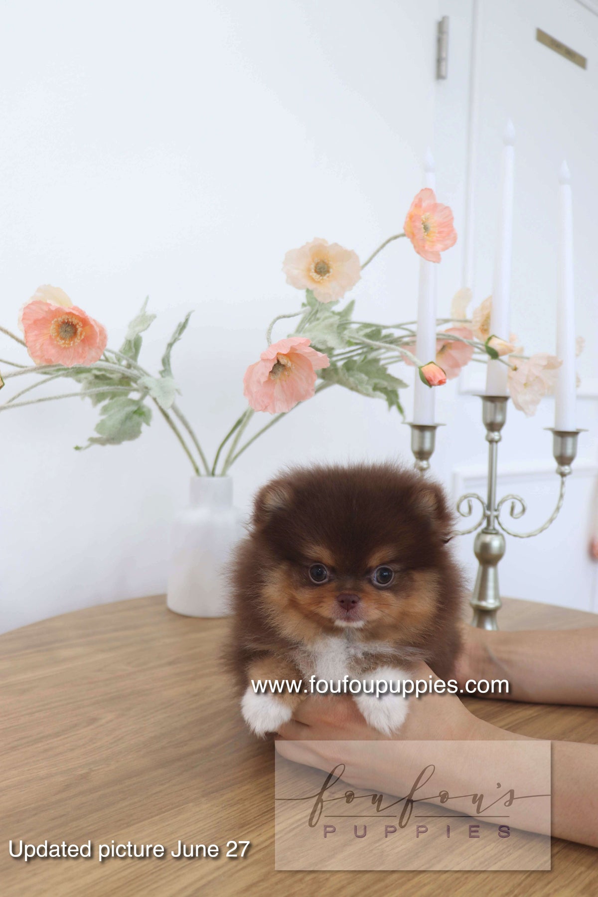 Aurore - Pomeranian F.