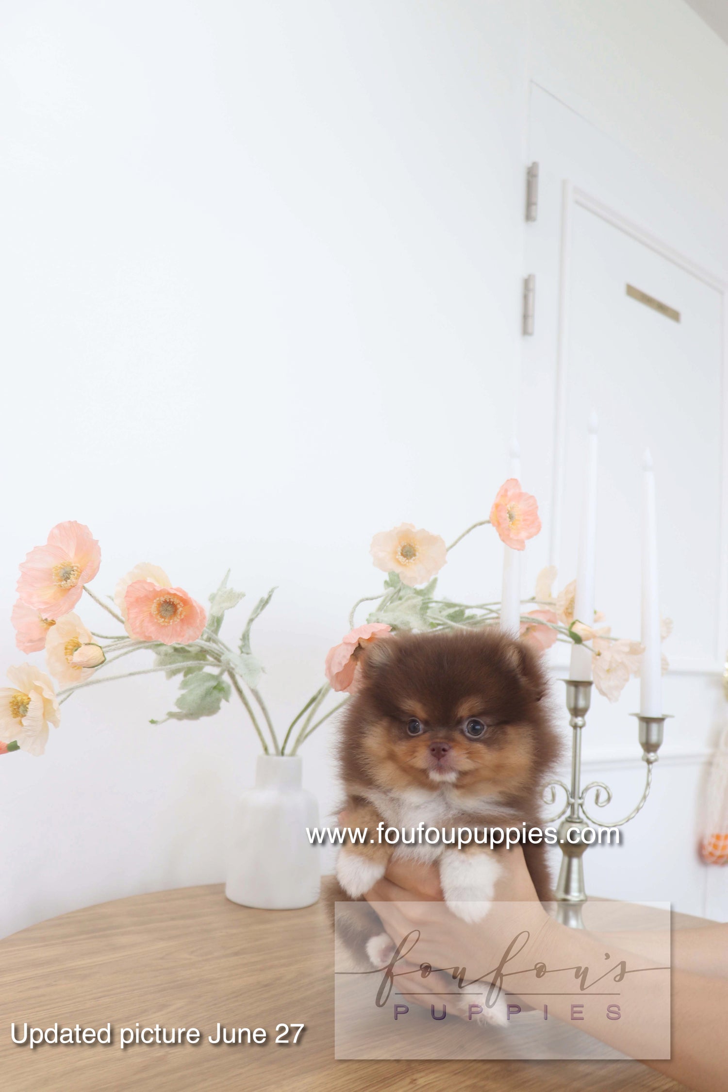 Aurore - Pomeranian F.