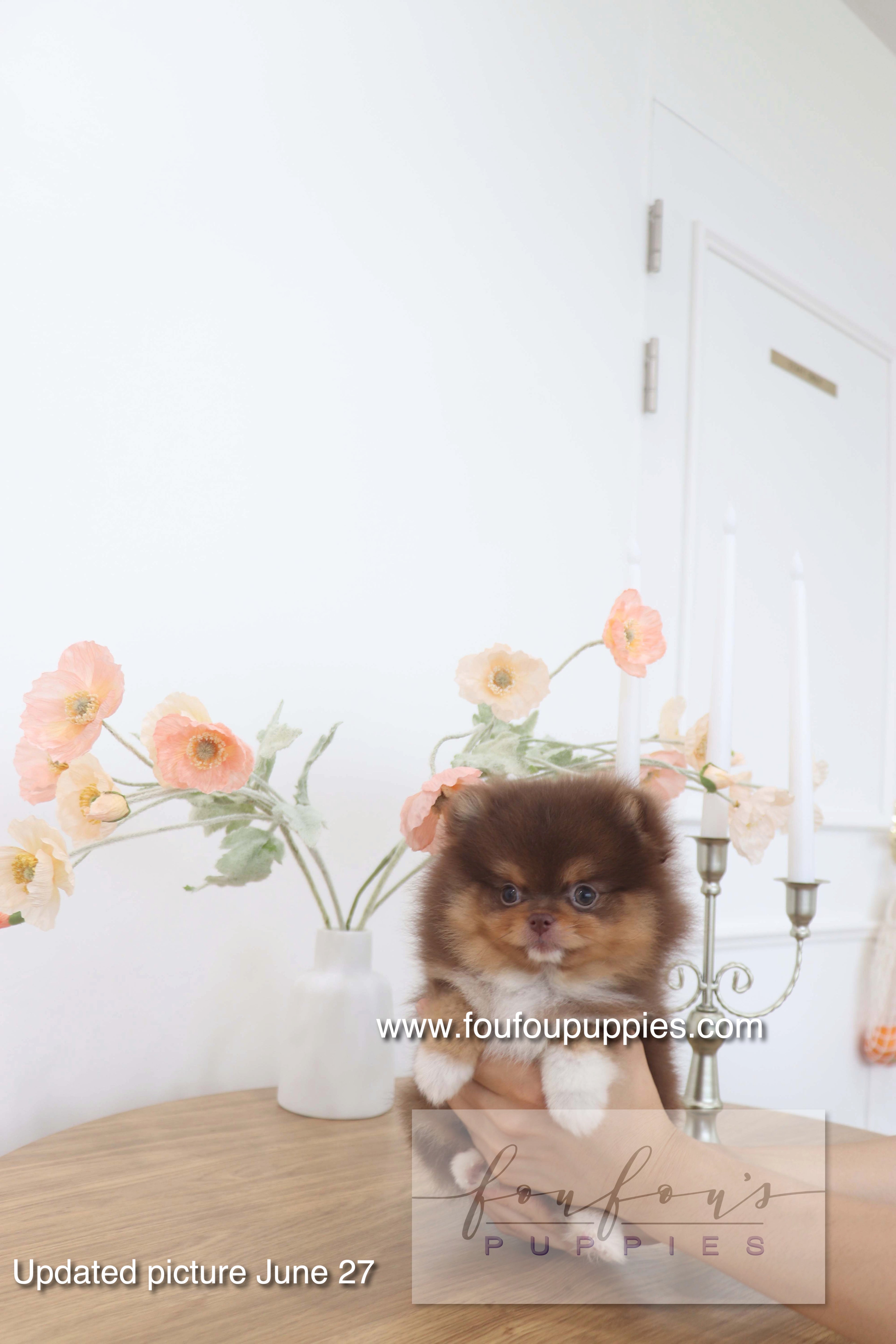 Aurore - Pomeranian F.