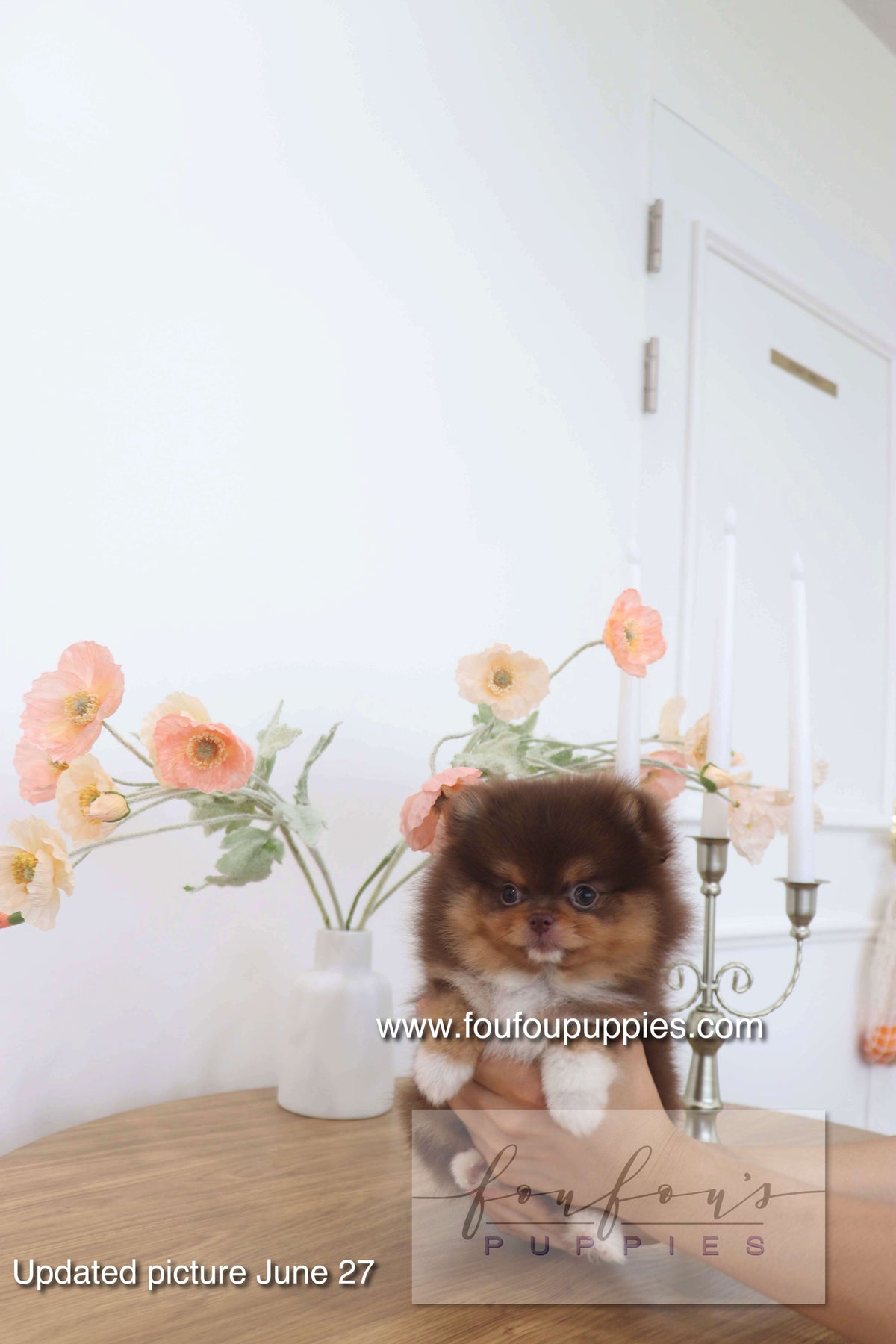 Aurore - Pomeranian F.