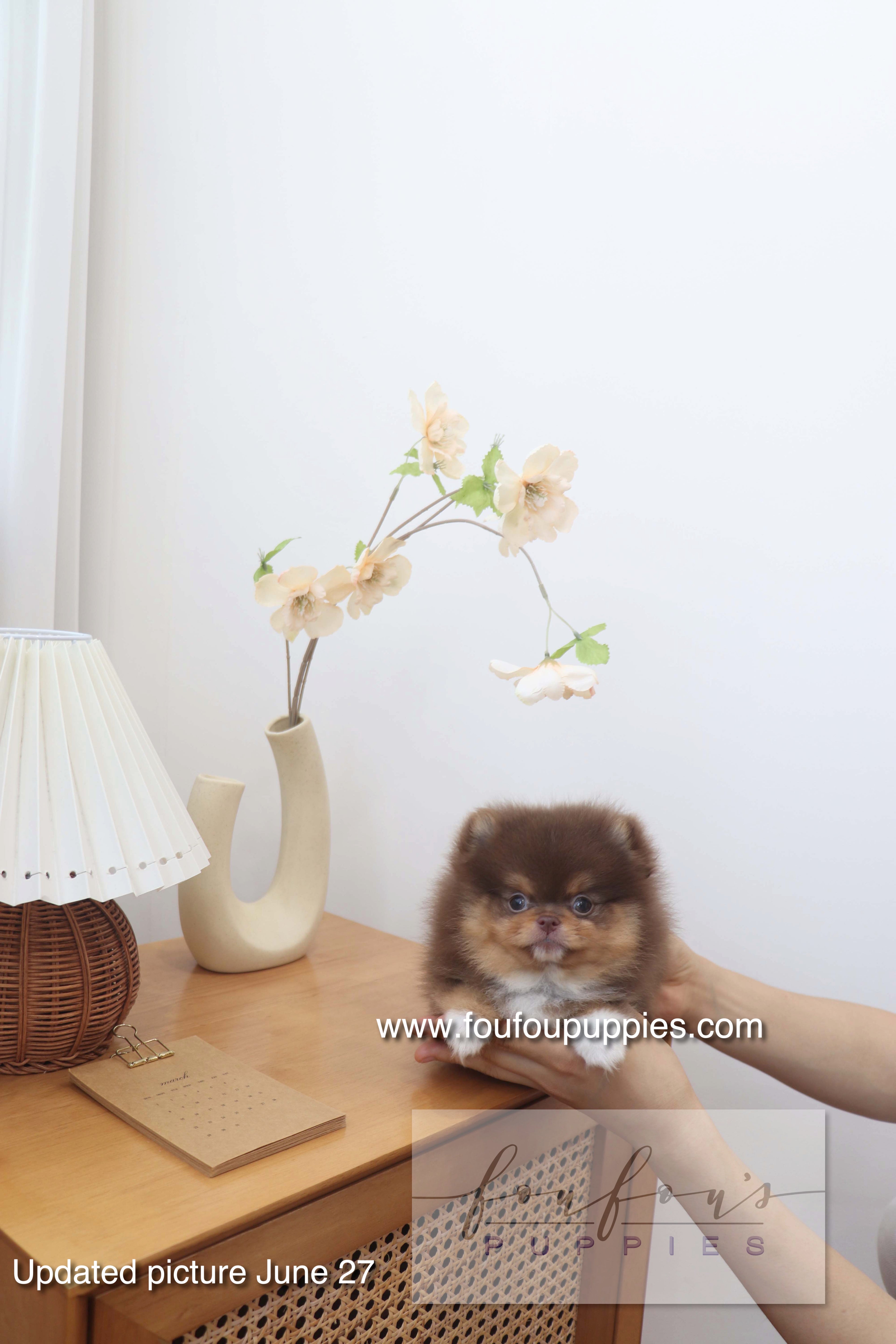 Aurore - Pomeranian F.