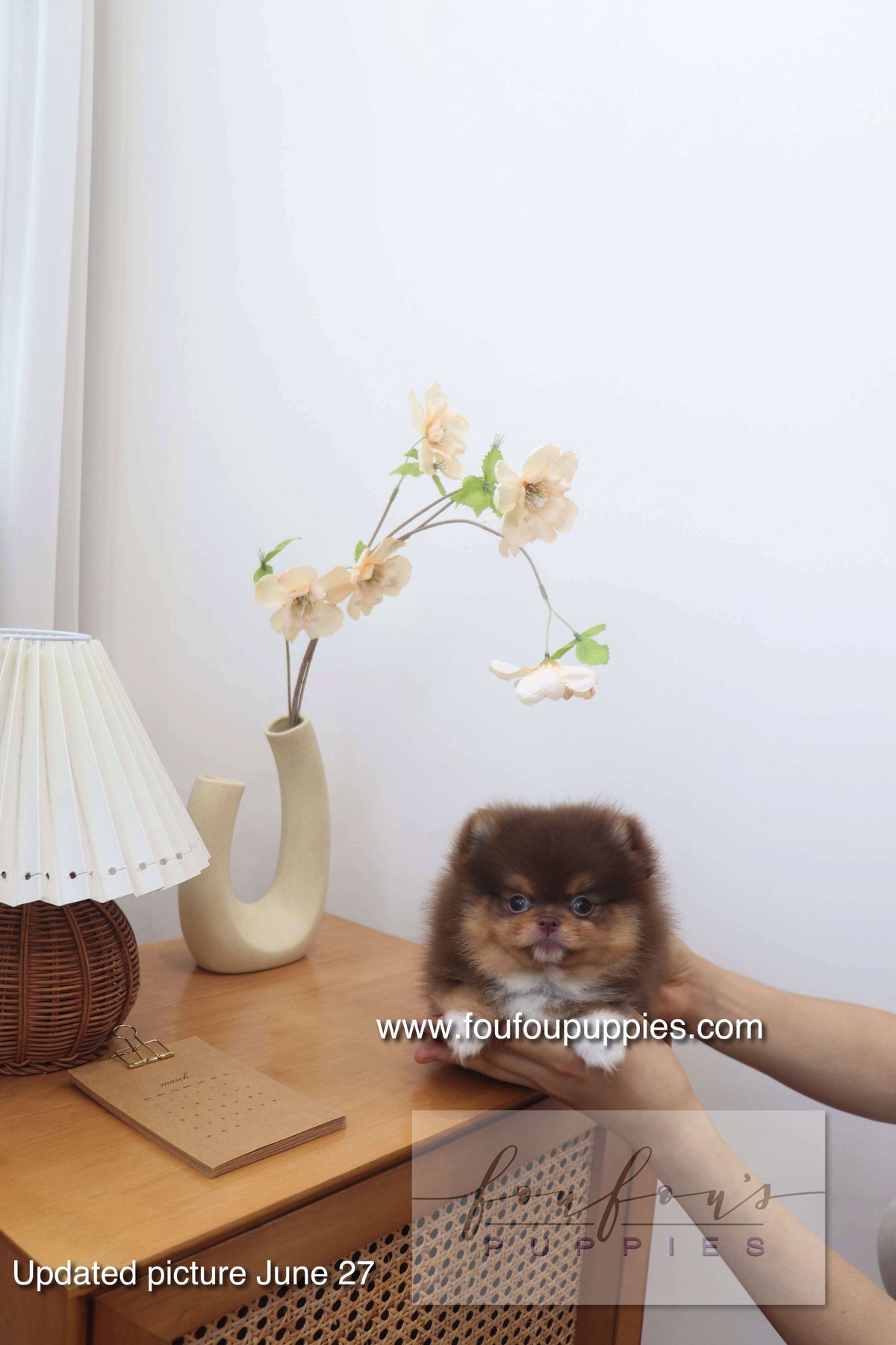 Aurore - Pomeranian F.