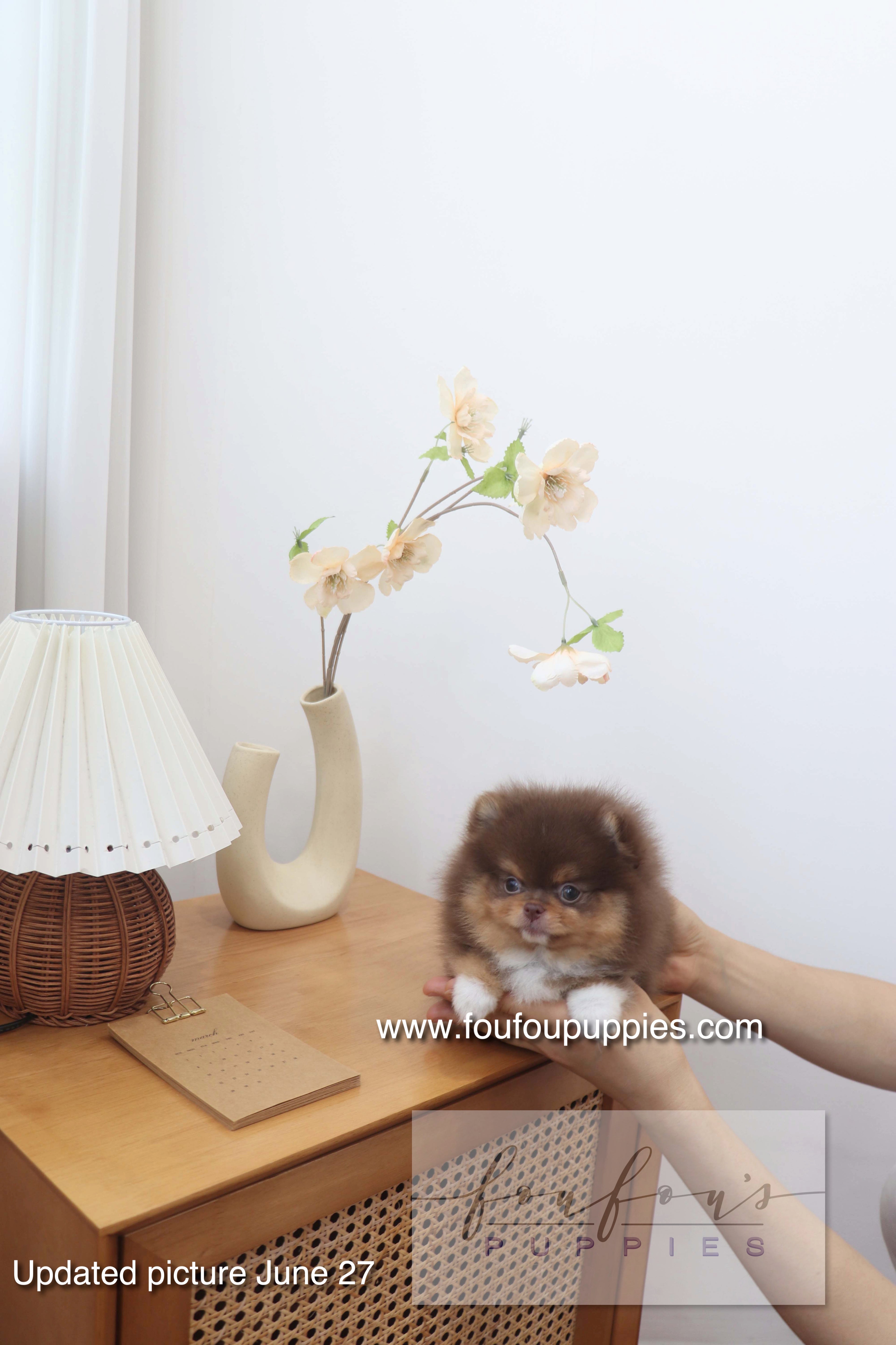 Aurore - Pomeranian F.