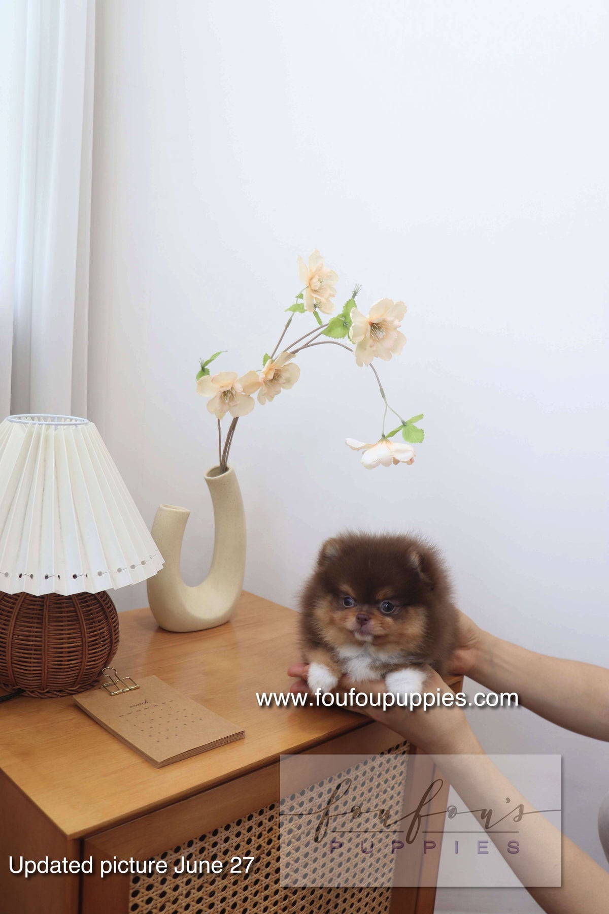 Aurore - Pomeranian F.