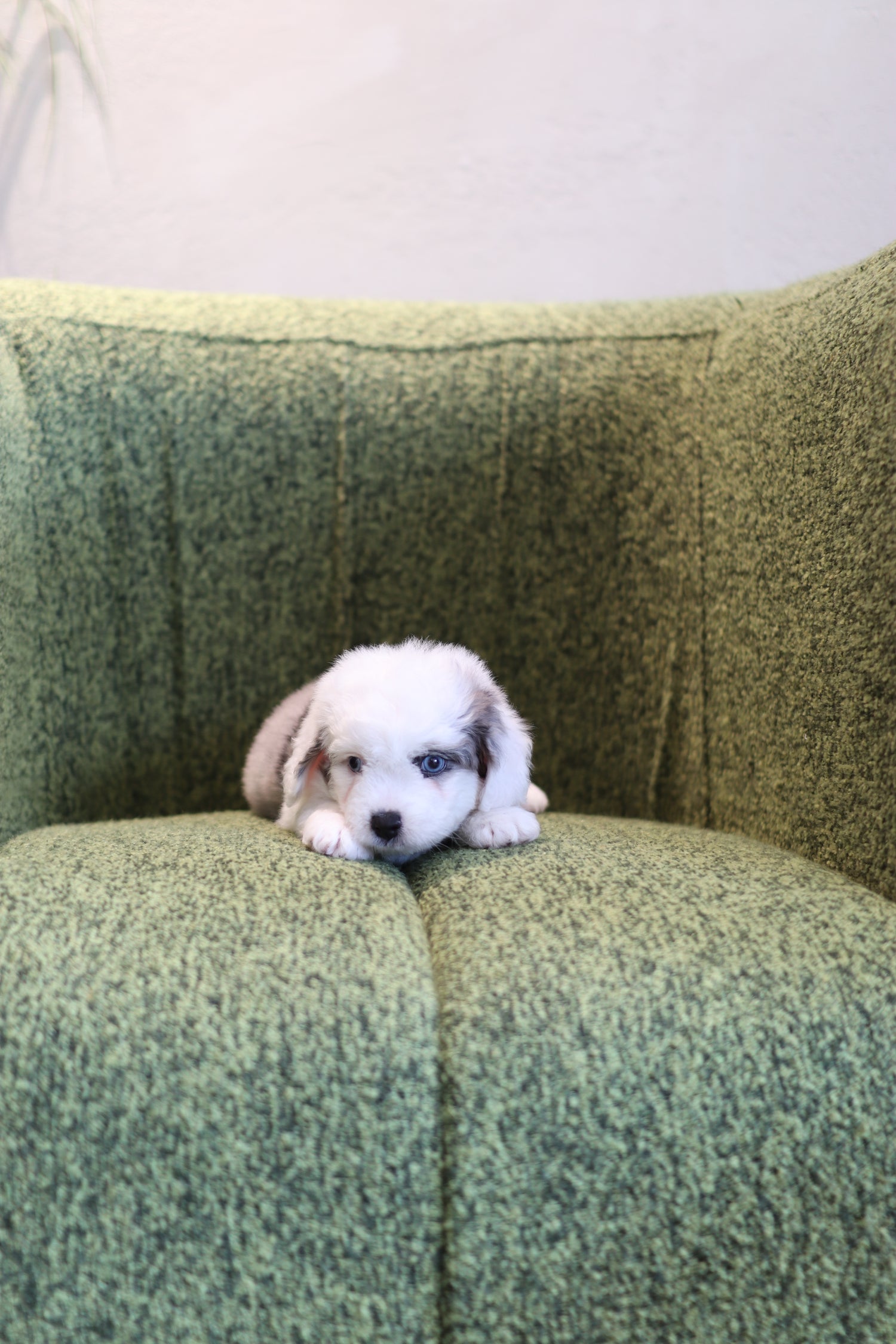 Ivy - Aussie Doodle F.
