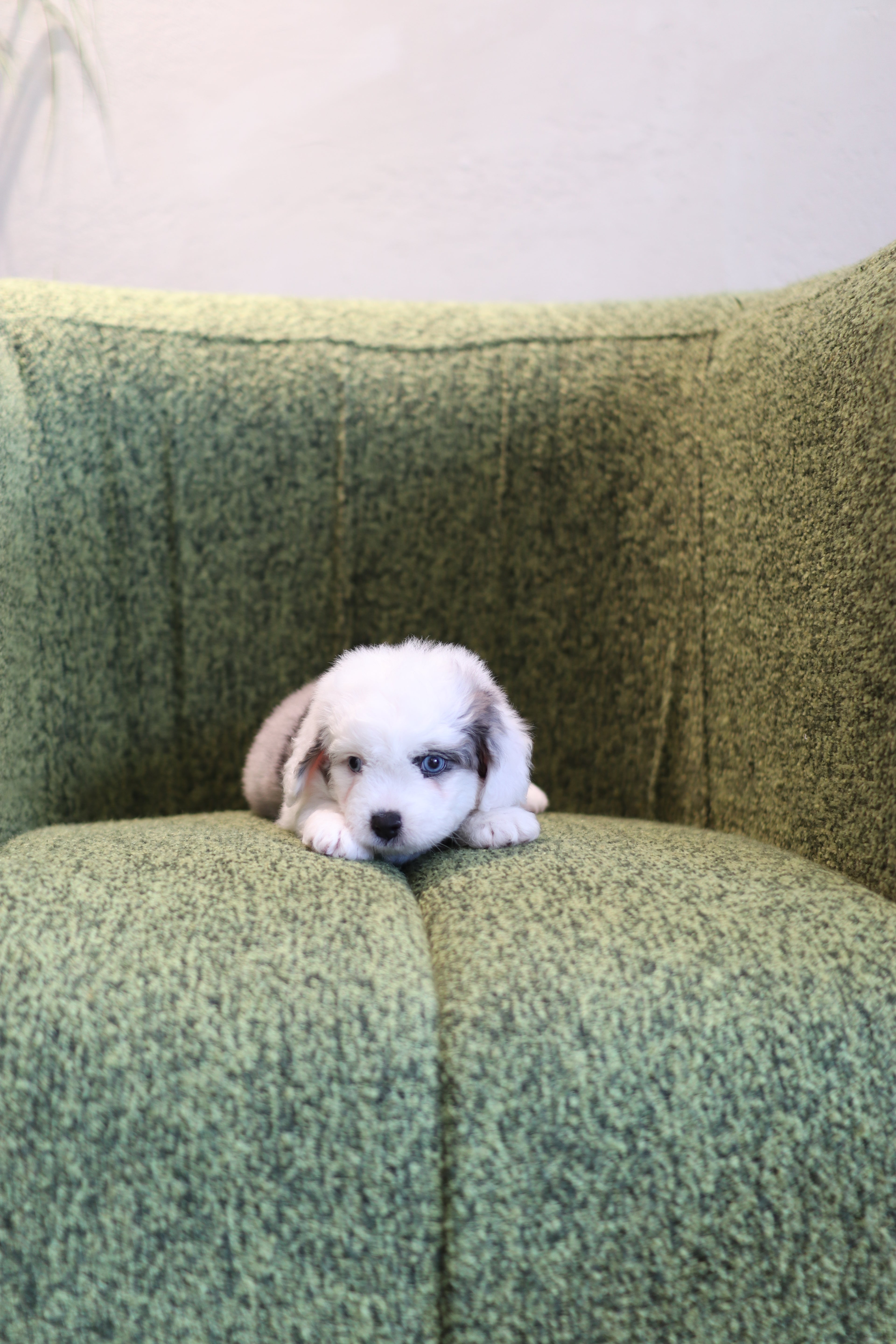 Ivy - Aussie Doodle F.