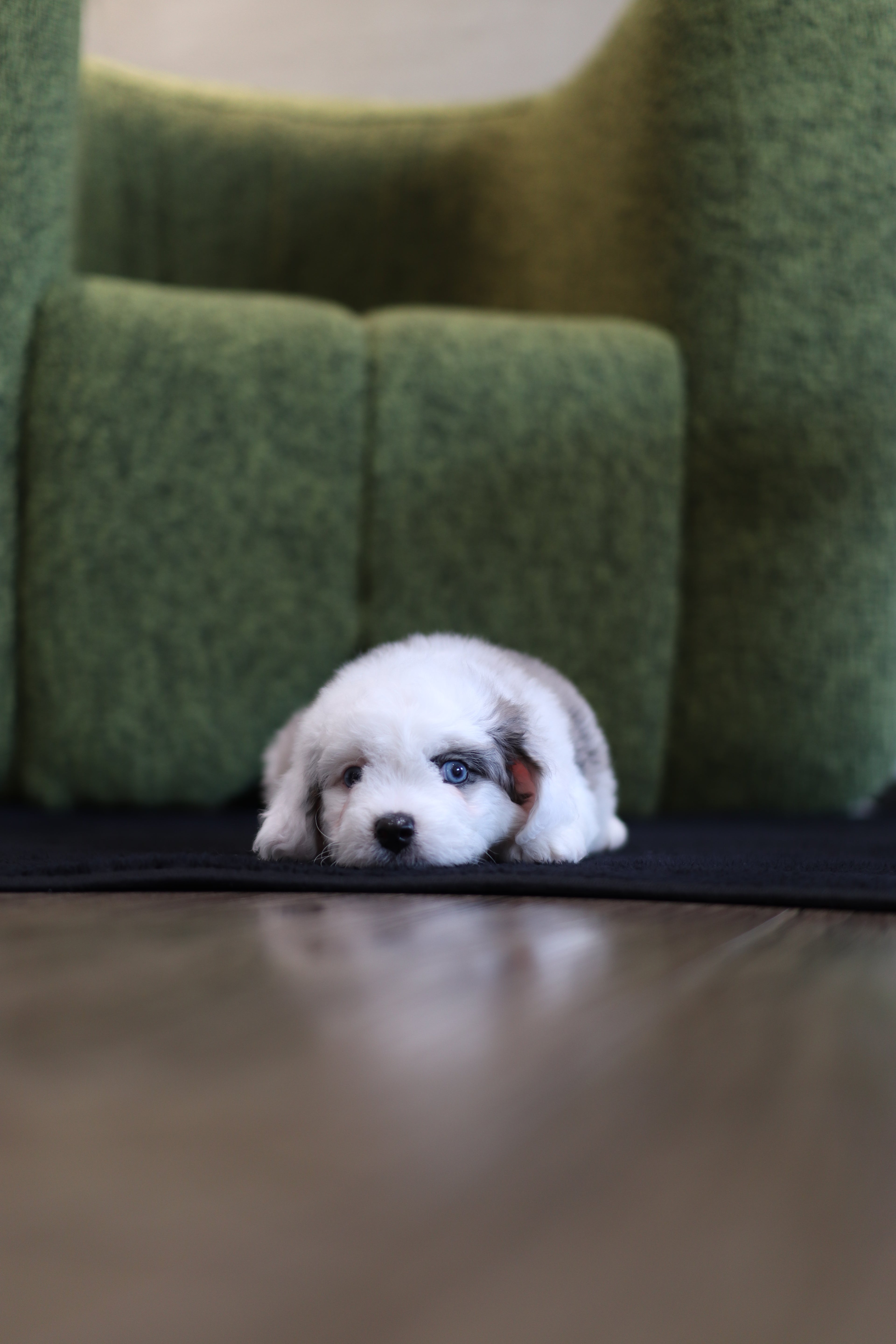 Ivy - Aussie Doodle F.