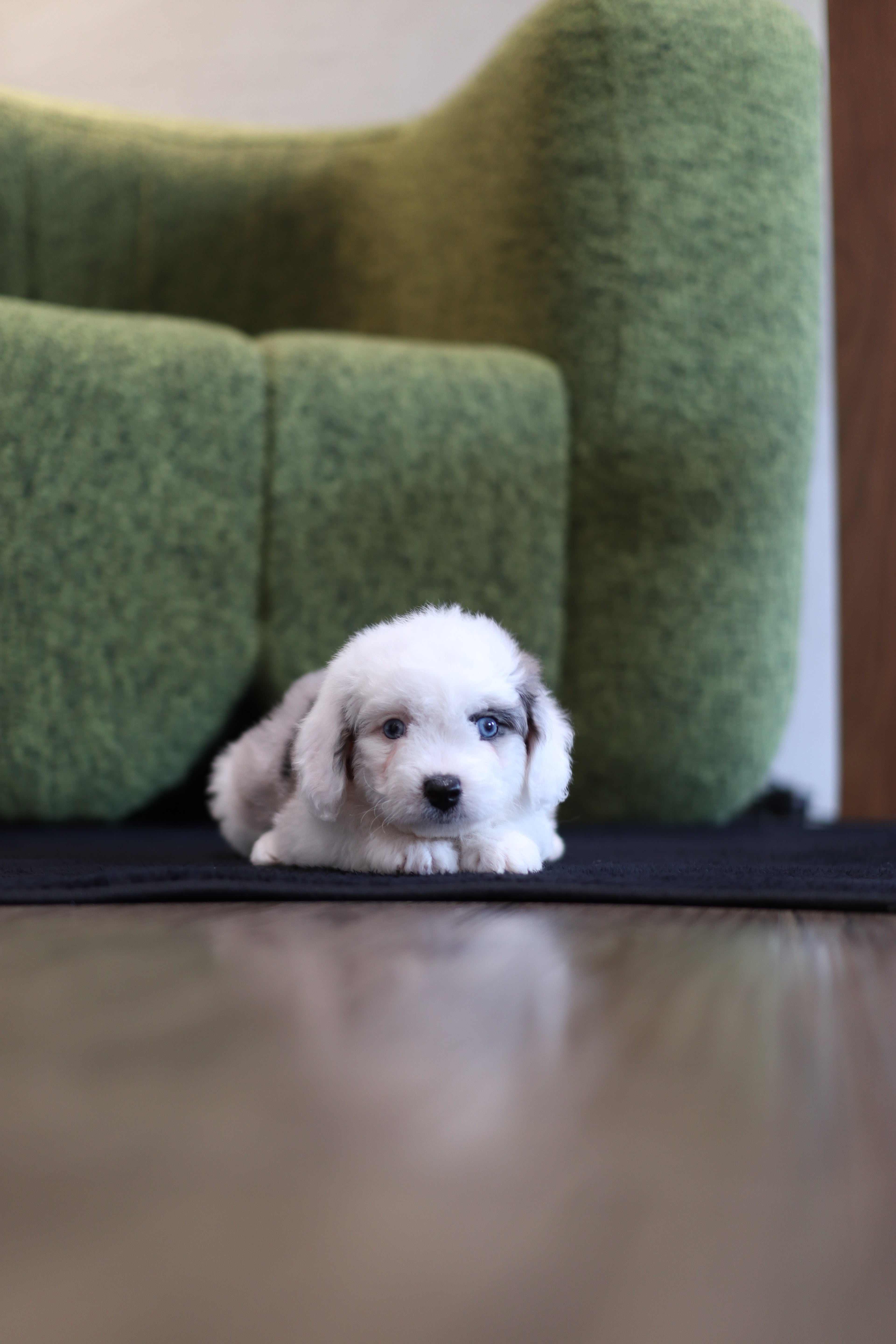 Ivy - Aussie Doodle F.