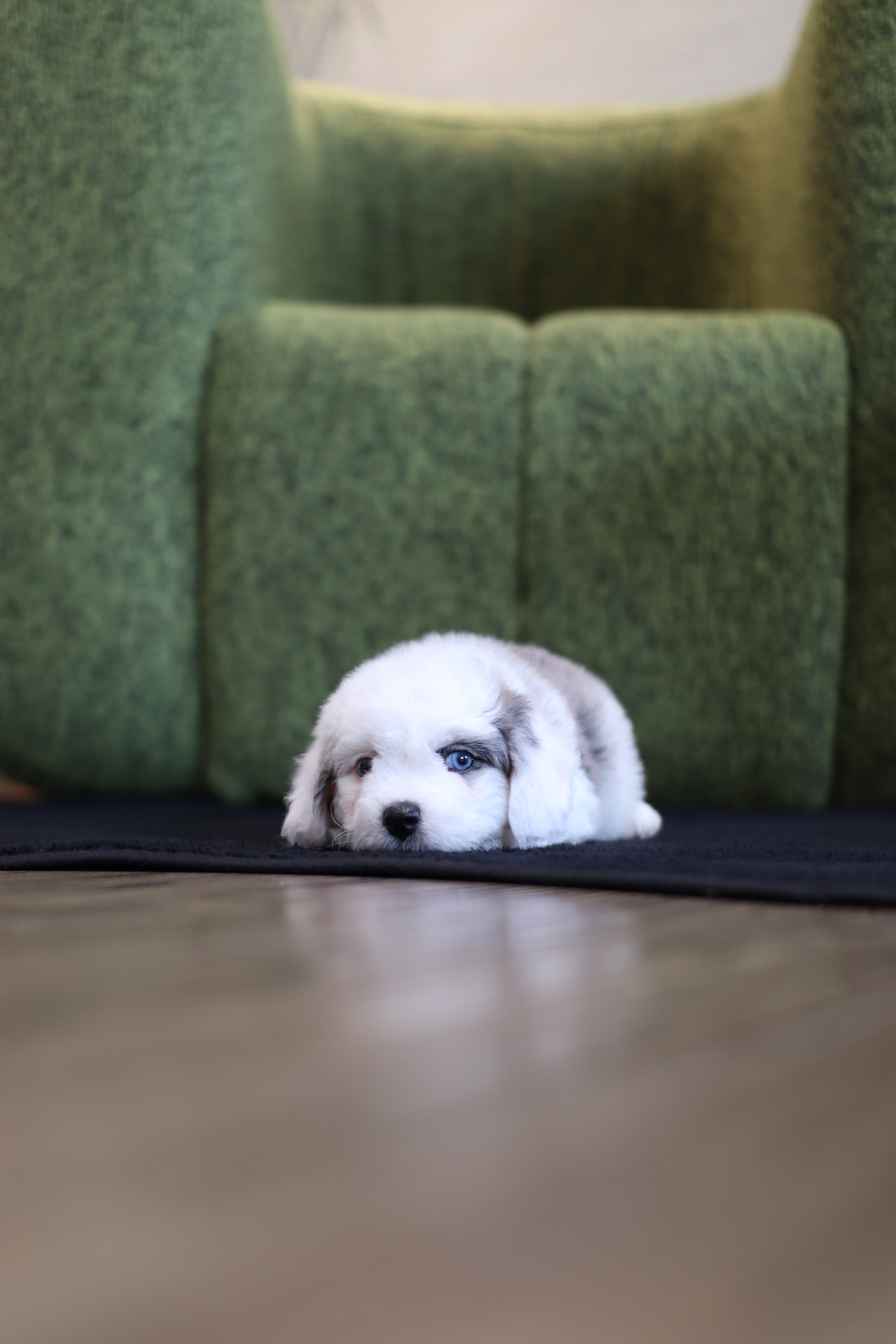 Ivy - Aussie Doodle F.