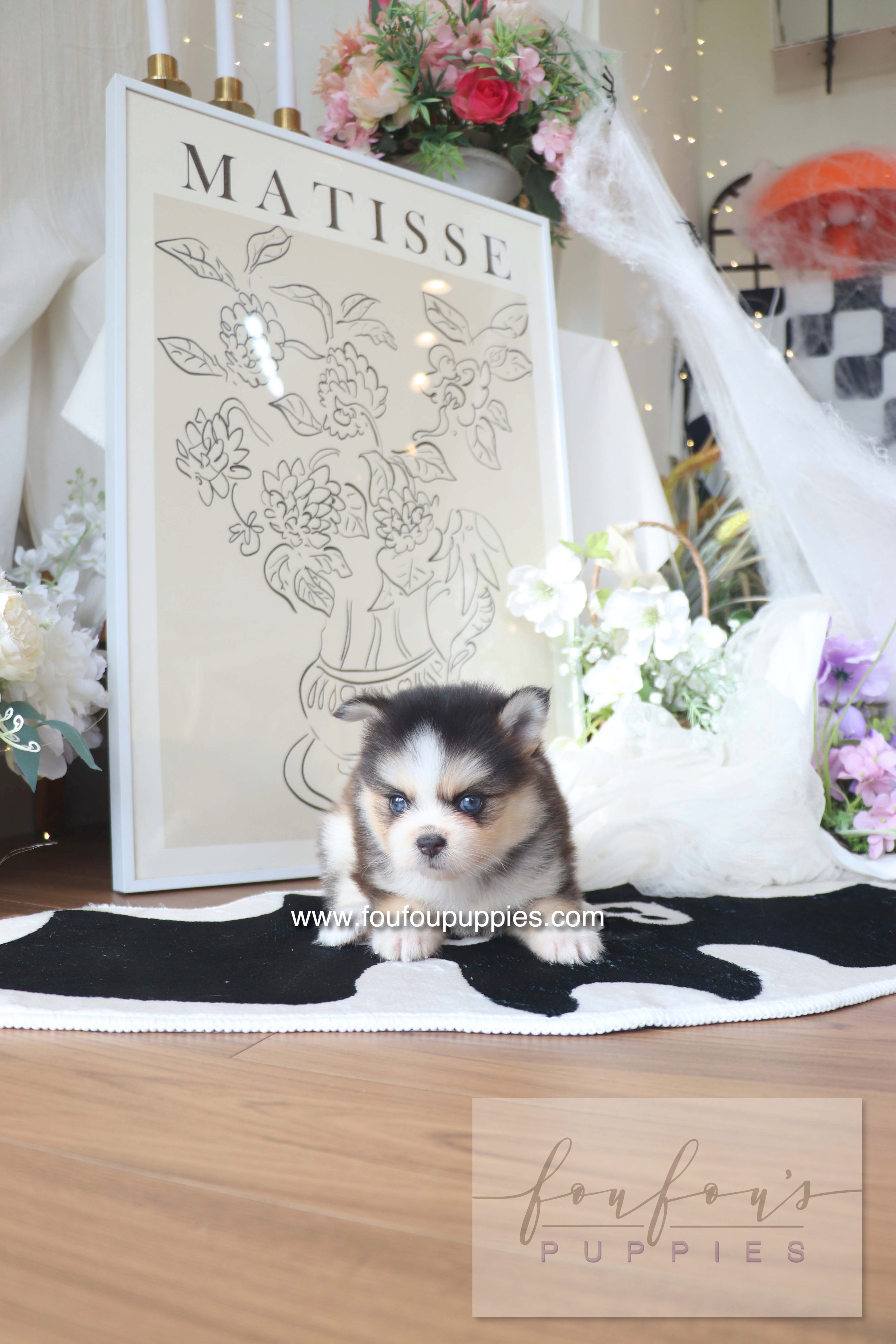 Chaï - Pomsky M.
