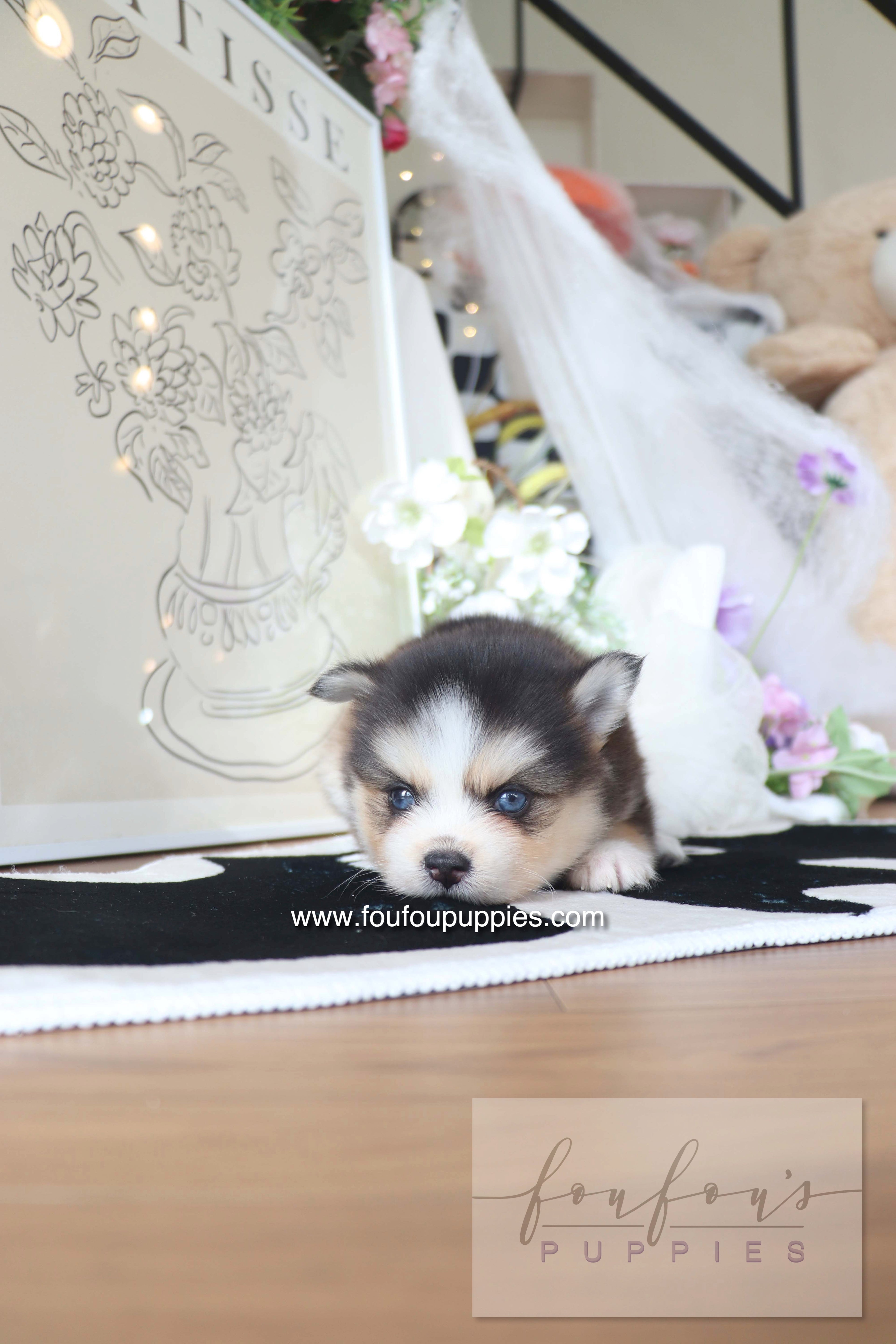 Chaï - Pomsky M.