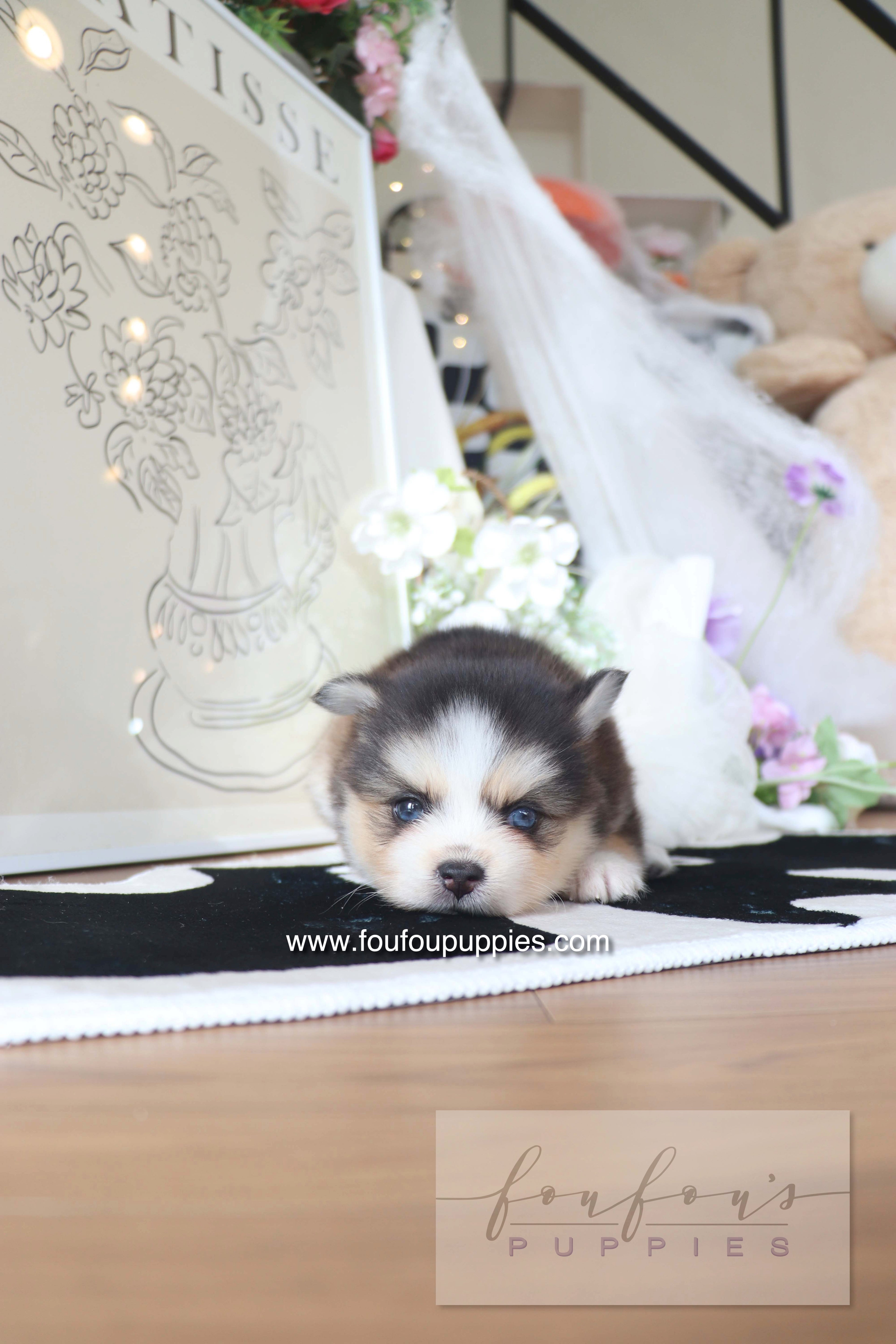 Chaï - Pomsky M.