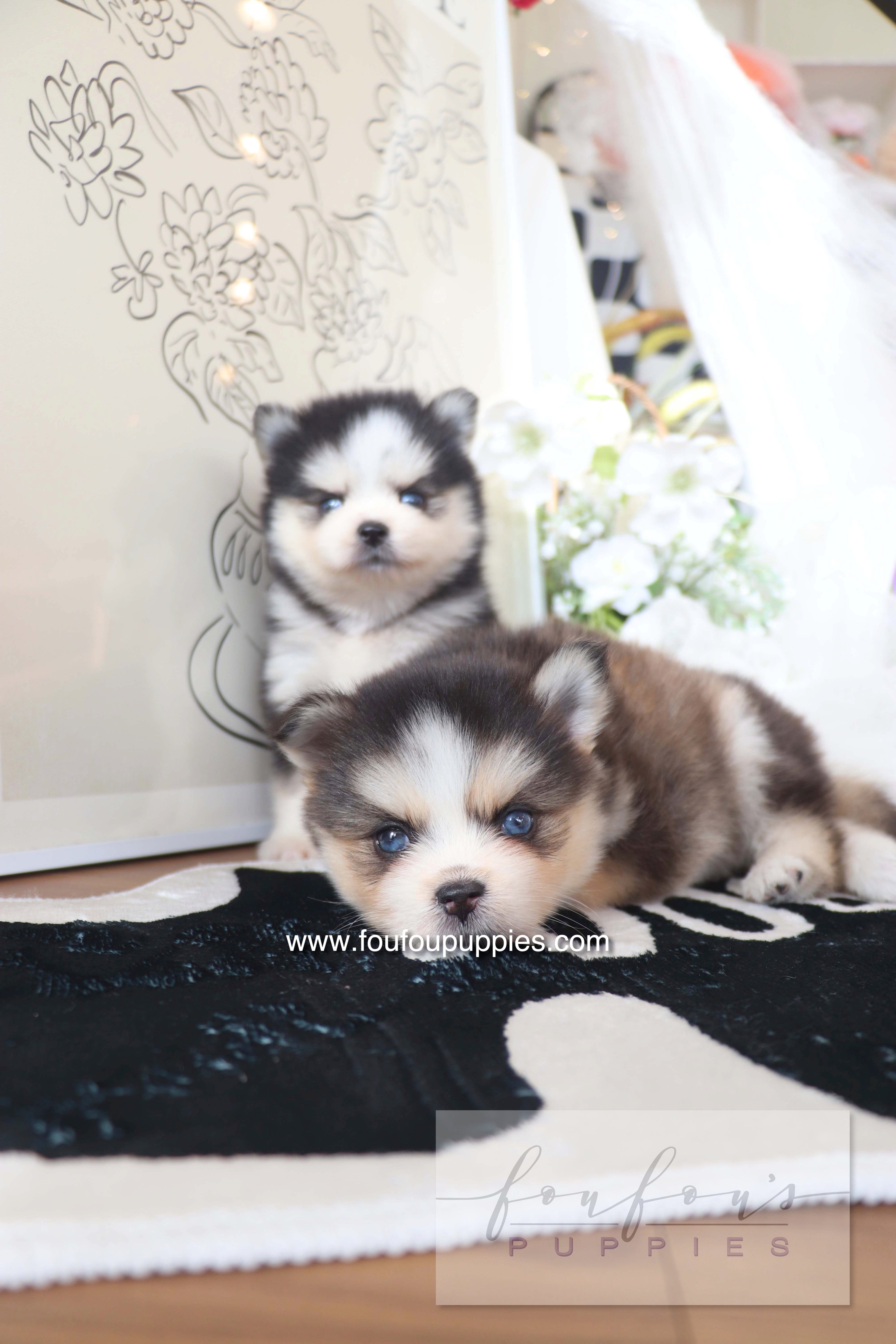 Chaï - Pomsky M.