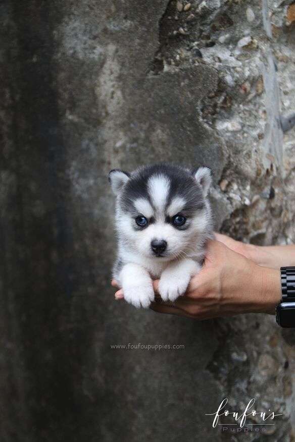 Bali - Pomsky F.
