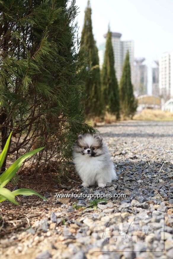 Bambi - Pomeranian
