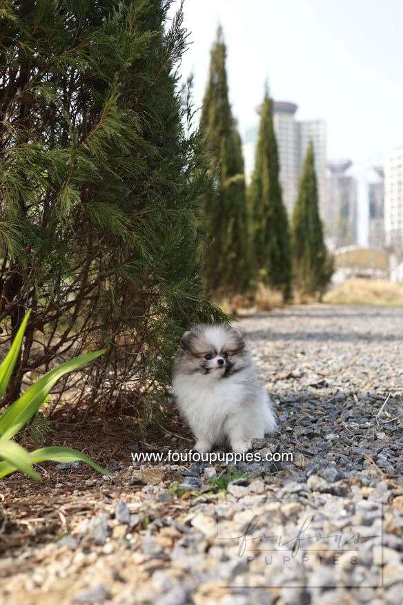 Bambi - Pomeranian F.