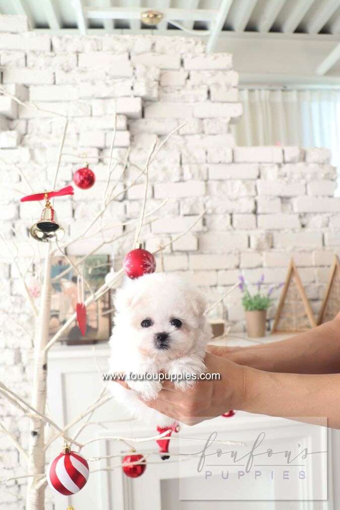 BeBe - Bichon Frisé