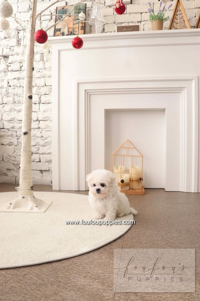 BeBe - Bichon Frisé F.