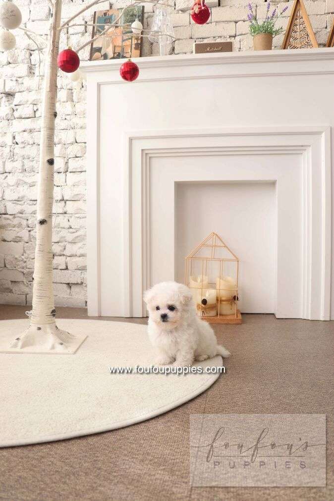 BeBe - Bichon Frisé F.