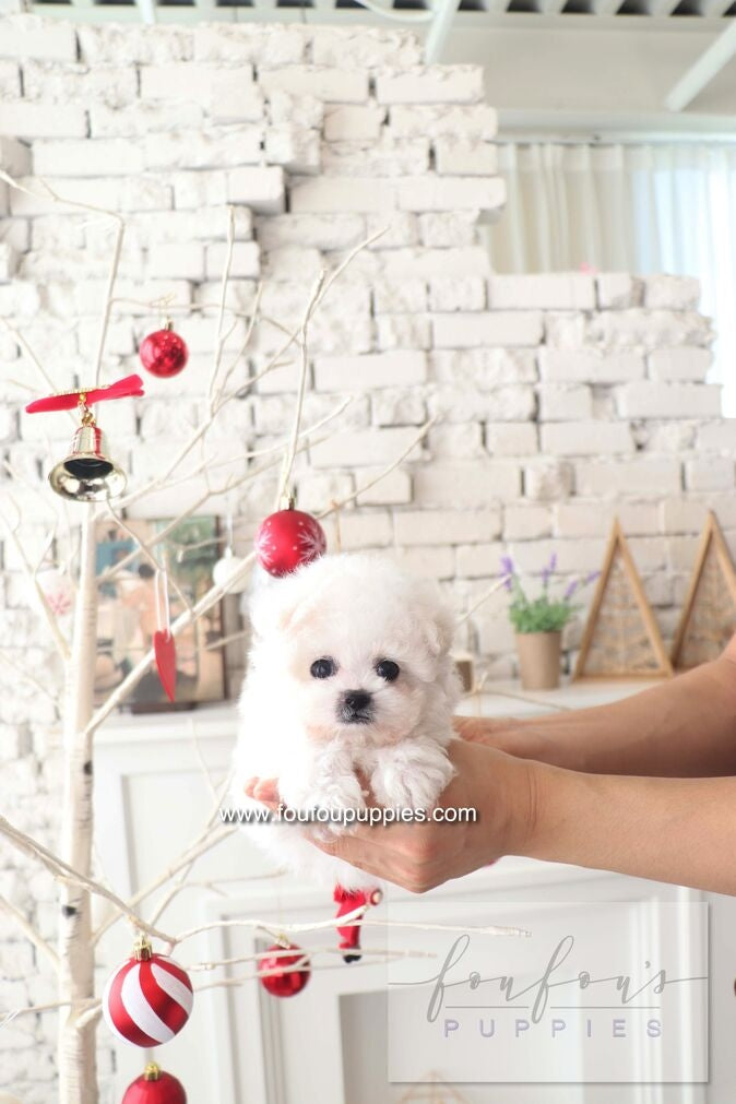 BeBe - Bichon Frisé F.