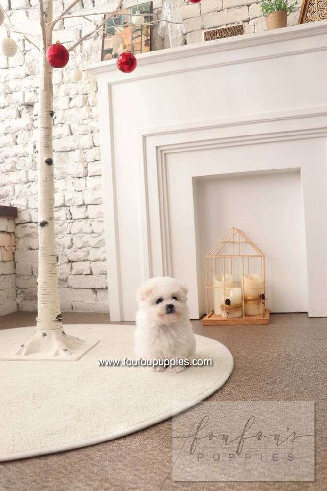 BeBe - Bichon Frisé F.