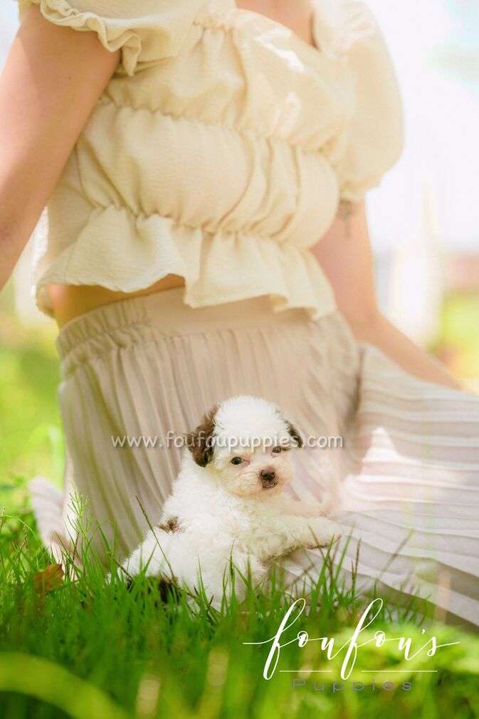 A small fluffy white puppy sitting on the lap of a person wearing a cream ruffled top and pleated skirt, outdoors on green grass with a bright blurred background.
