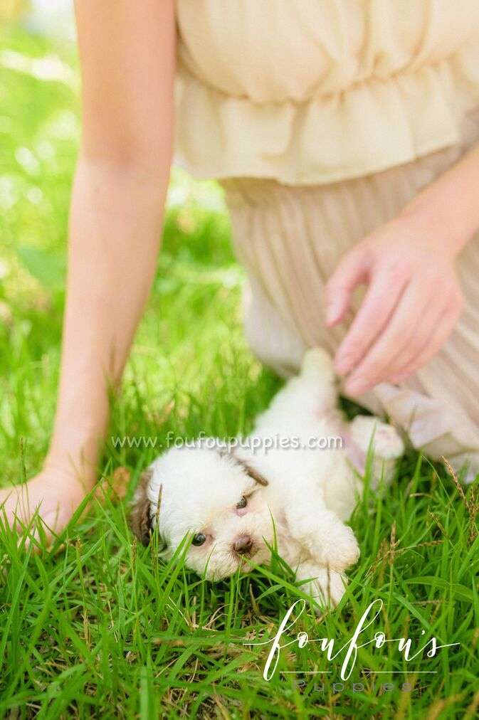 Beanie - Poodle M.
