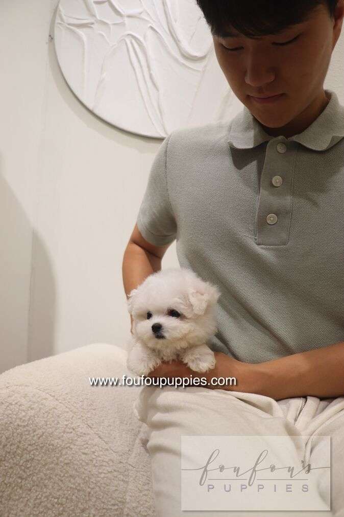 Bisou - Bichon Frisé F.