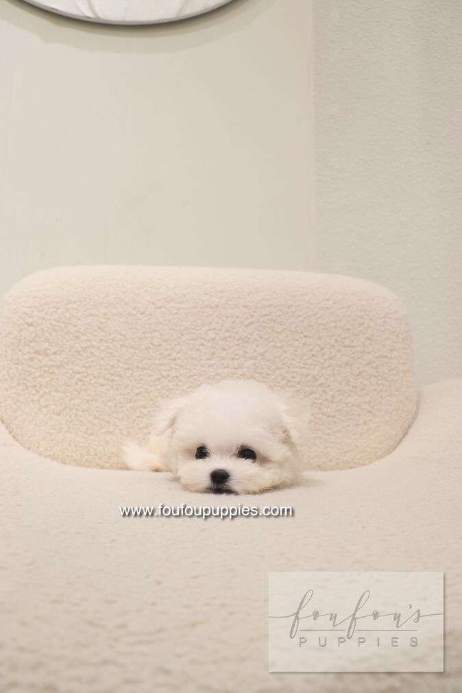 Bisou - Bichon Frisé F.