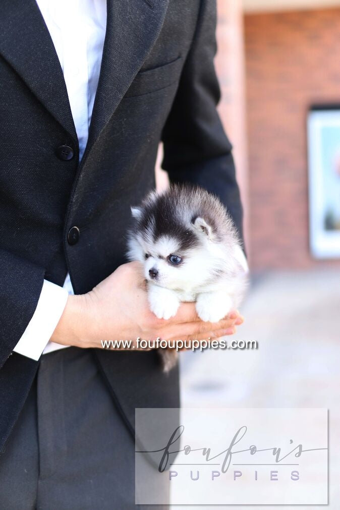 Bisou - Pomsky F.