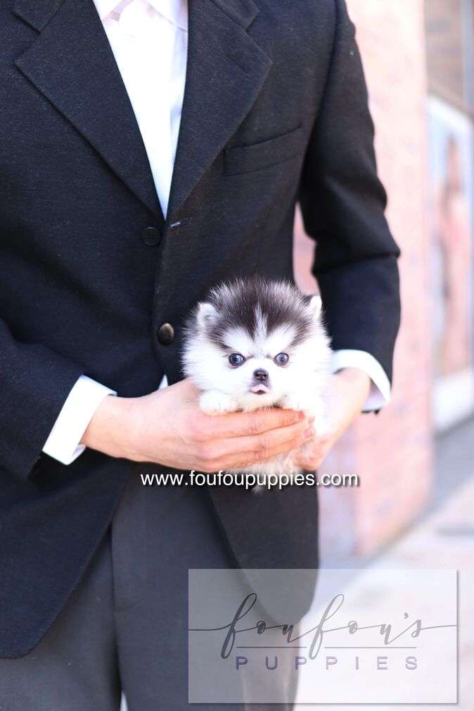 Bisou - Pomsky F.