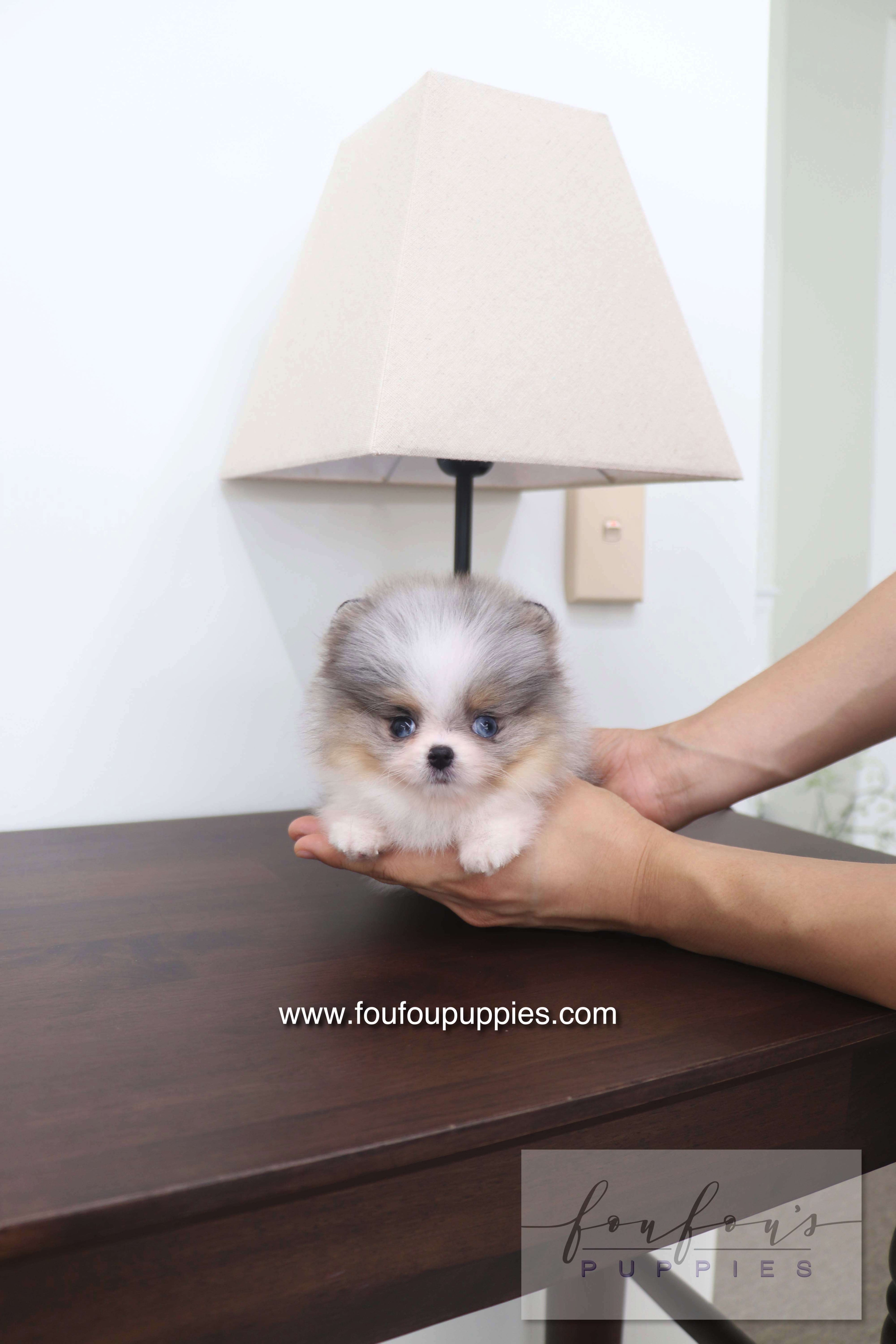 Sakura - Pomeranian F.