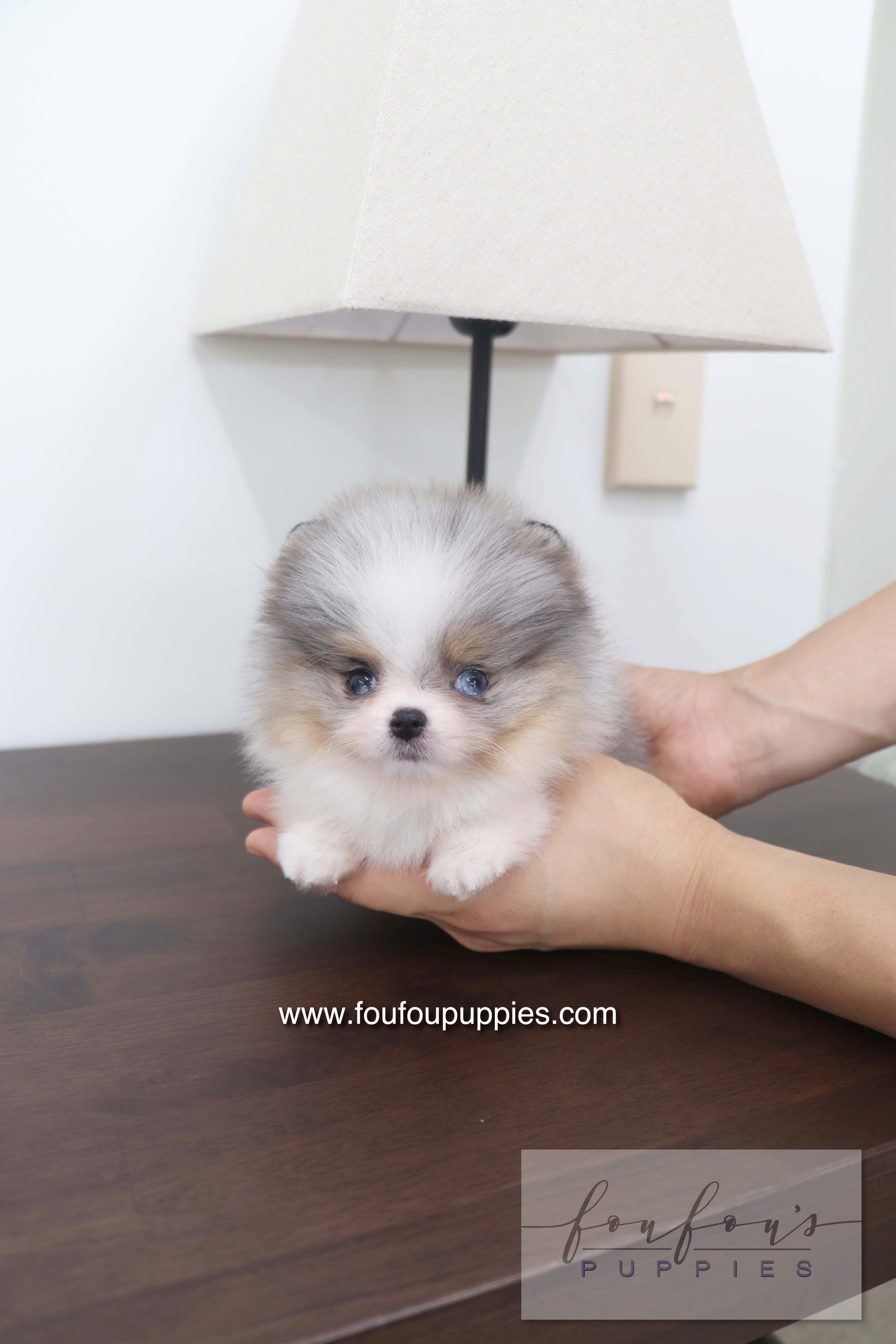 Sakura - Pomeranian F.