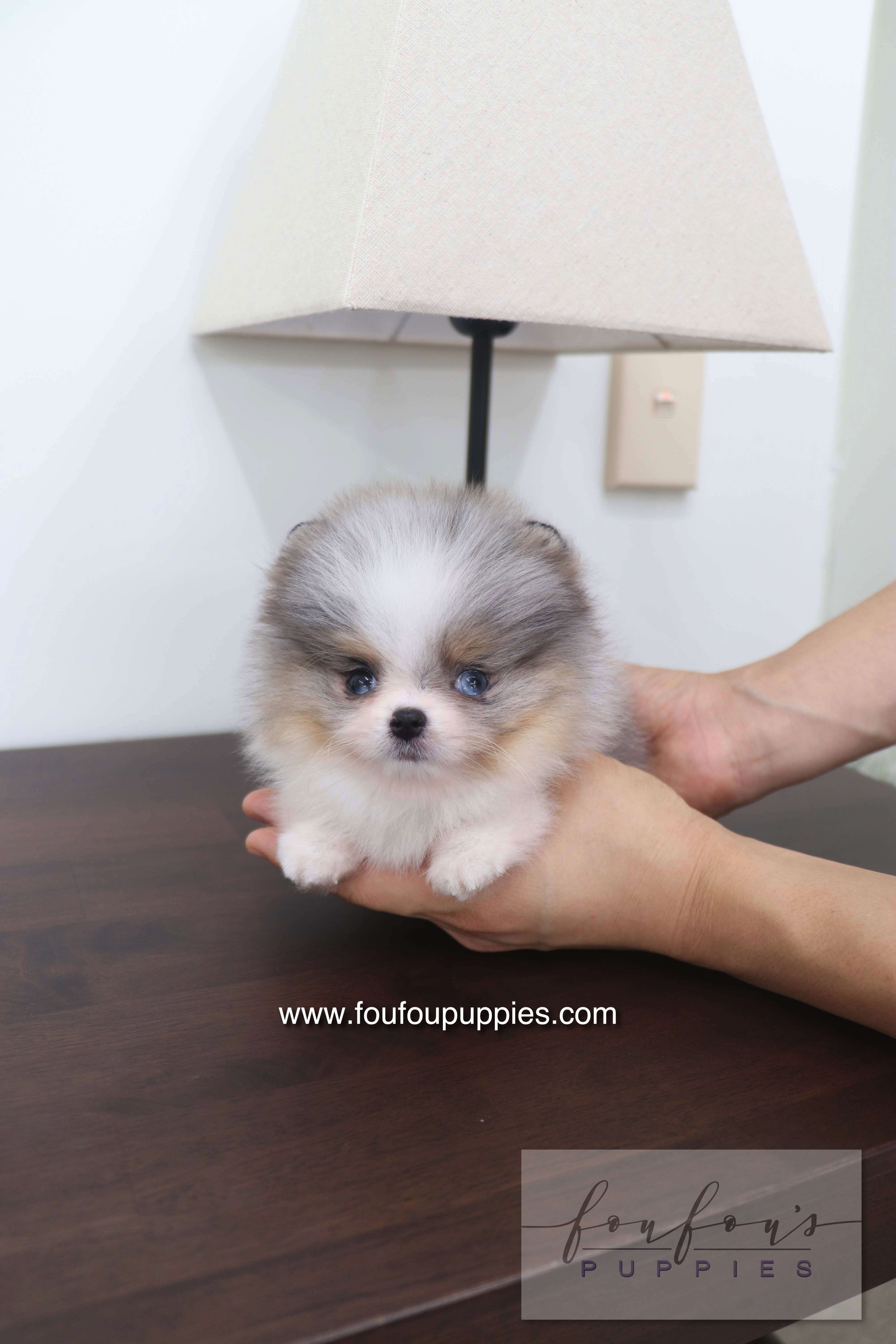 Sakura - Pomeranian F.
