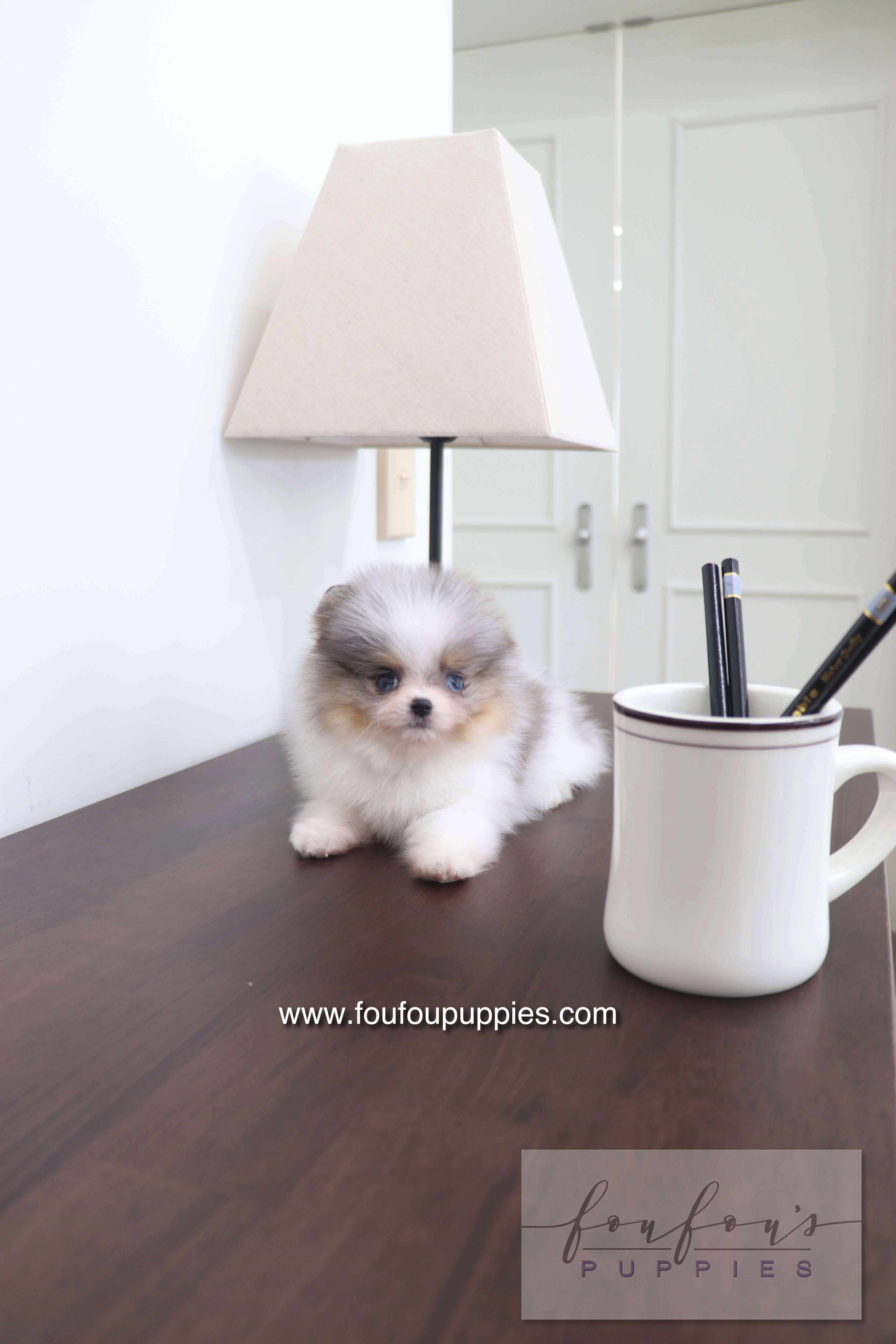 Sakura - Pomeranian F.