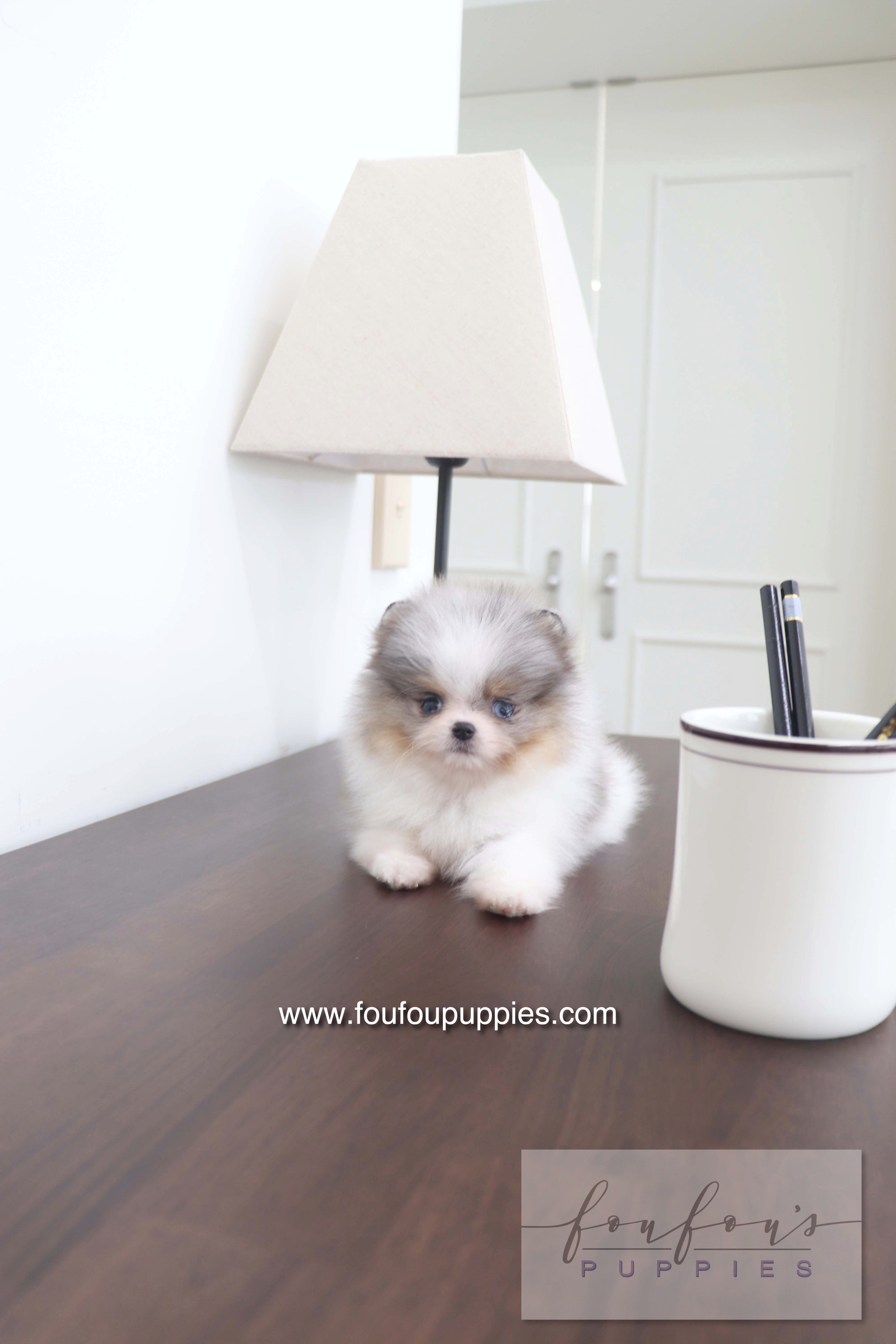 Sakura - Pomeranian F.