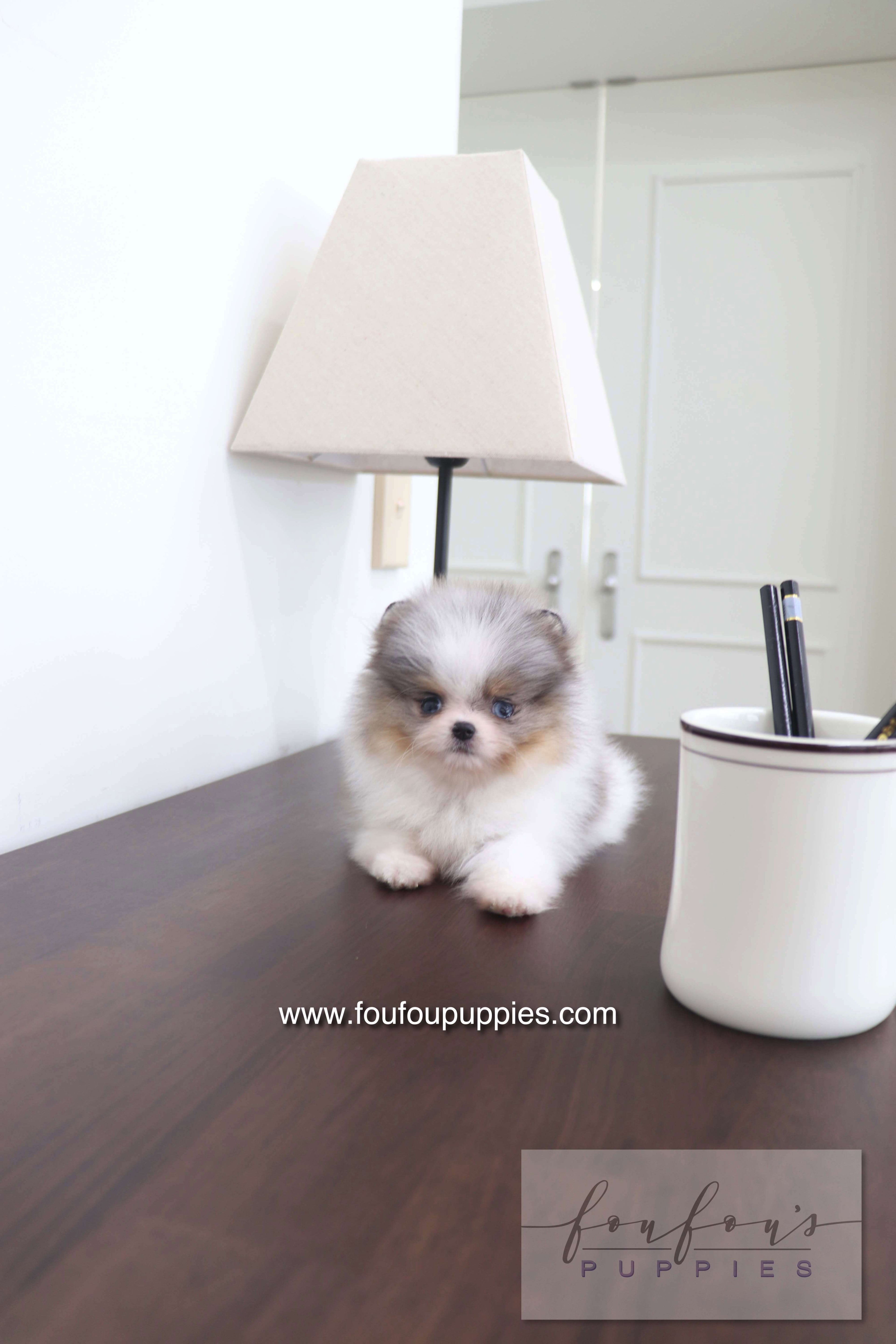 Sakura - Pomeranian F.