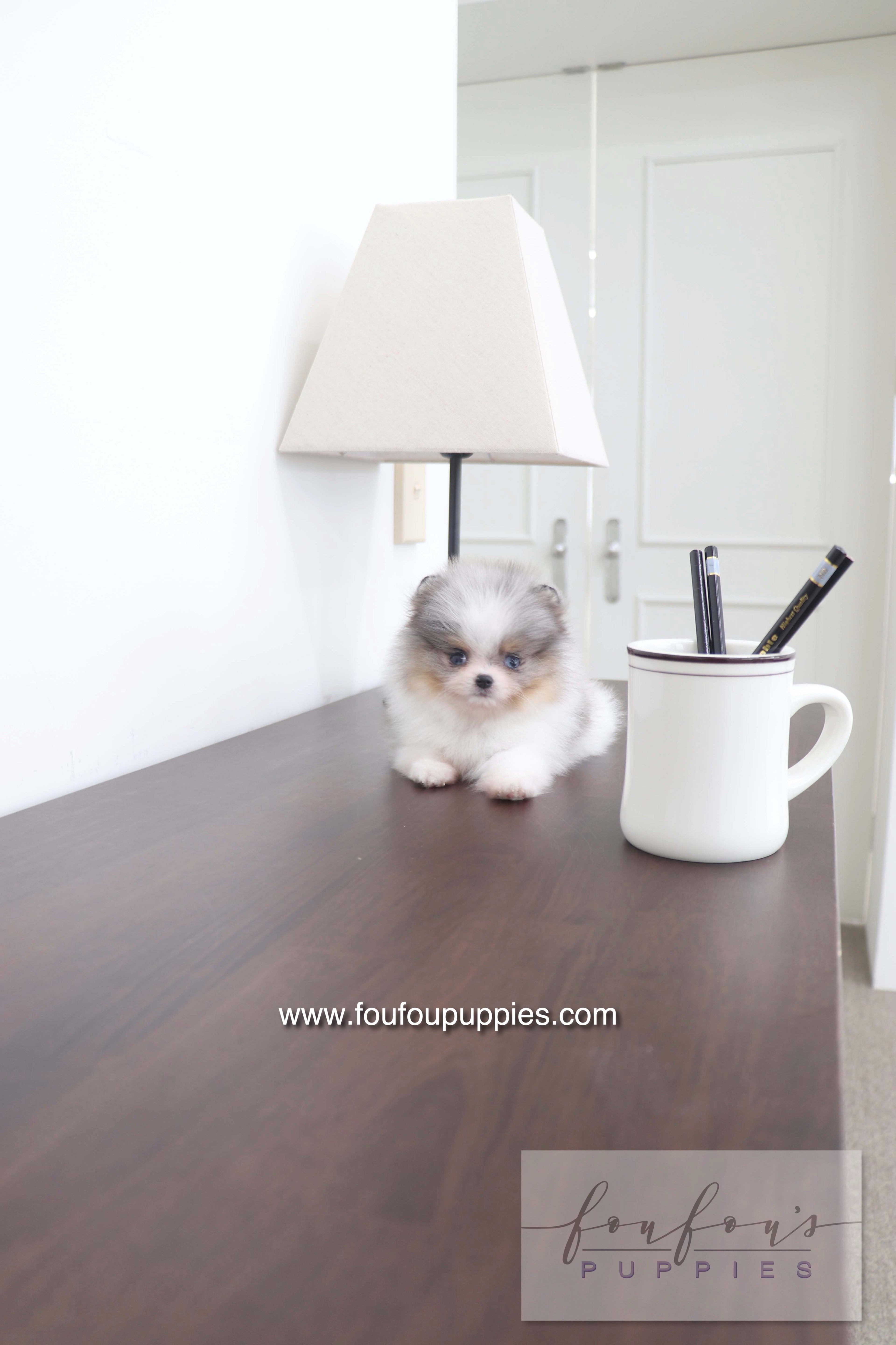 Sakura - Pomeranian F.