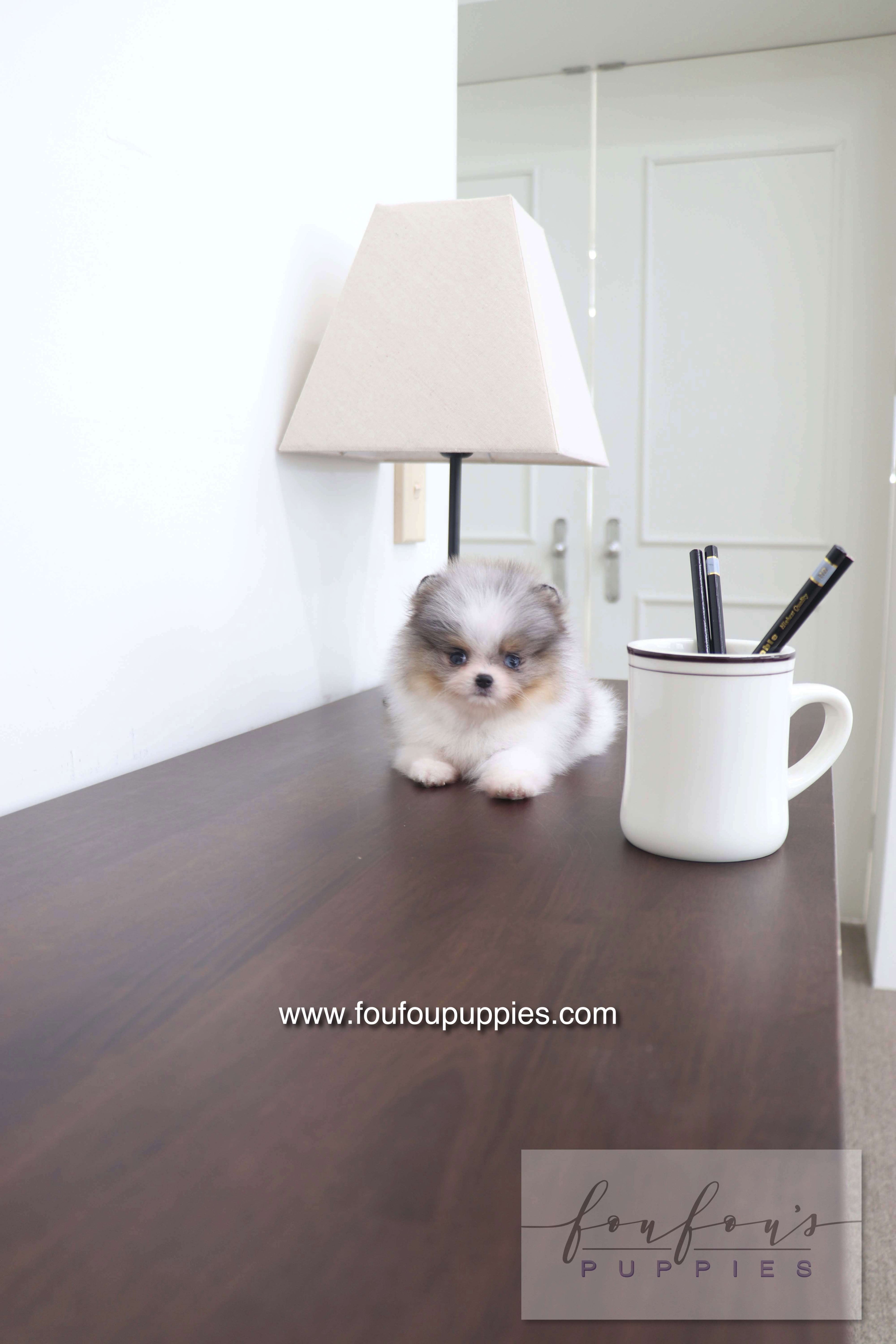 Sakura - Pomeranian F.