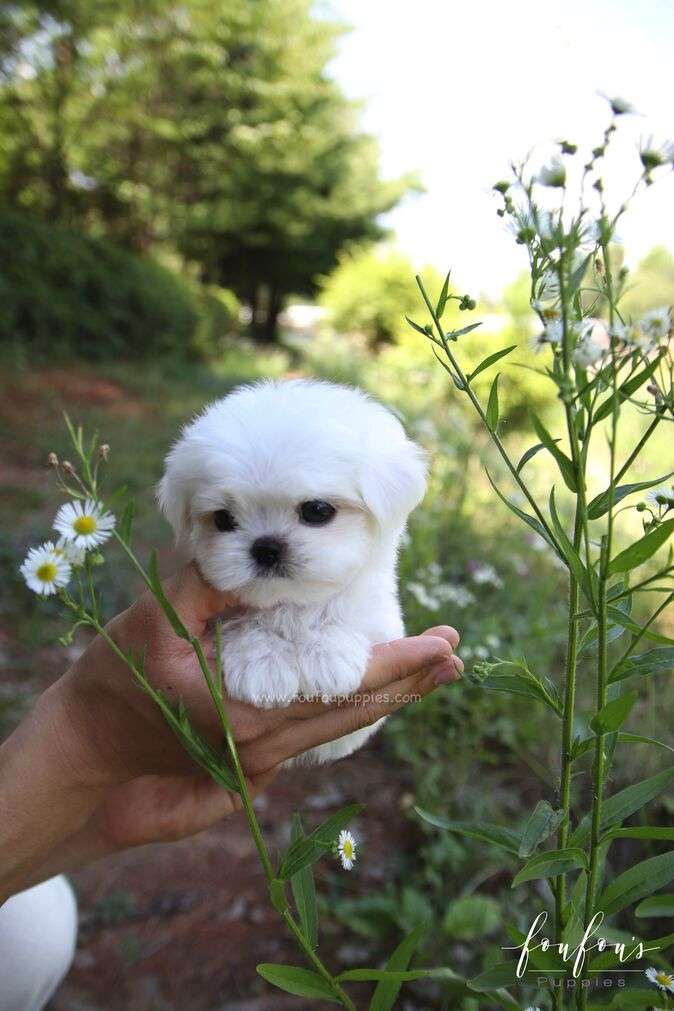 BonBon - Maltese M.