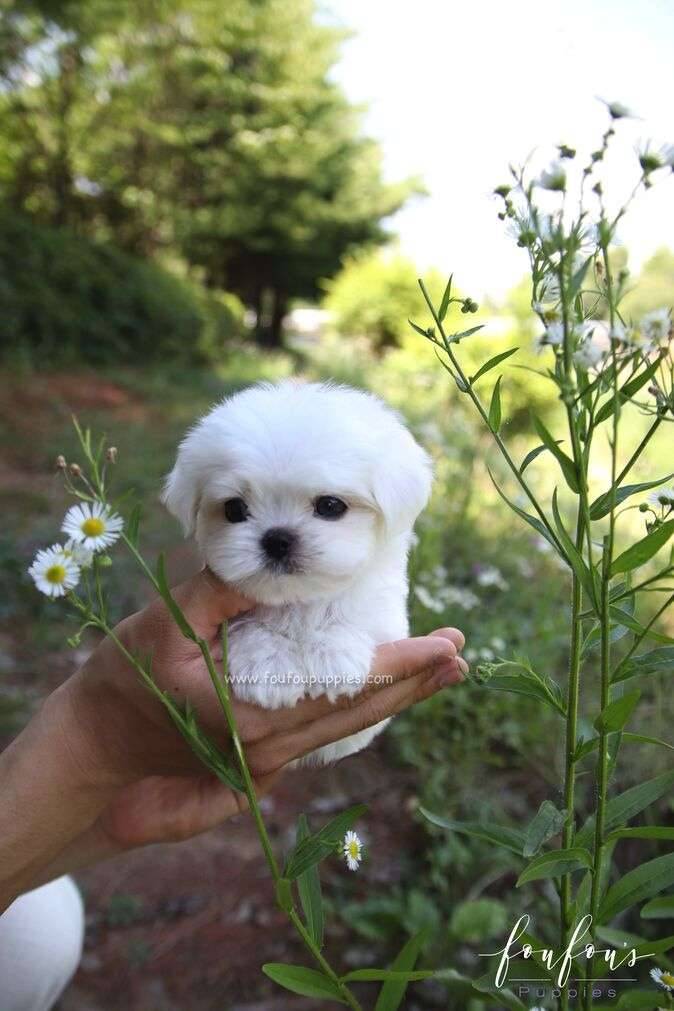 A tiny fluffy white puppy sitting on a person&