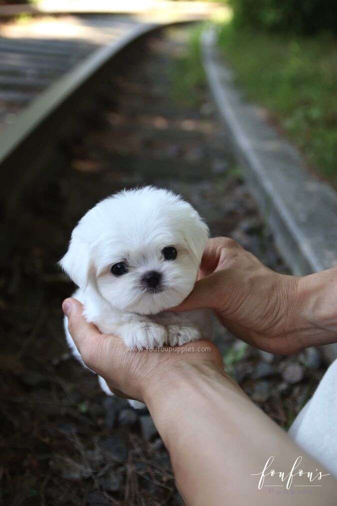 BonBon - Maltese M.