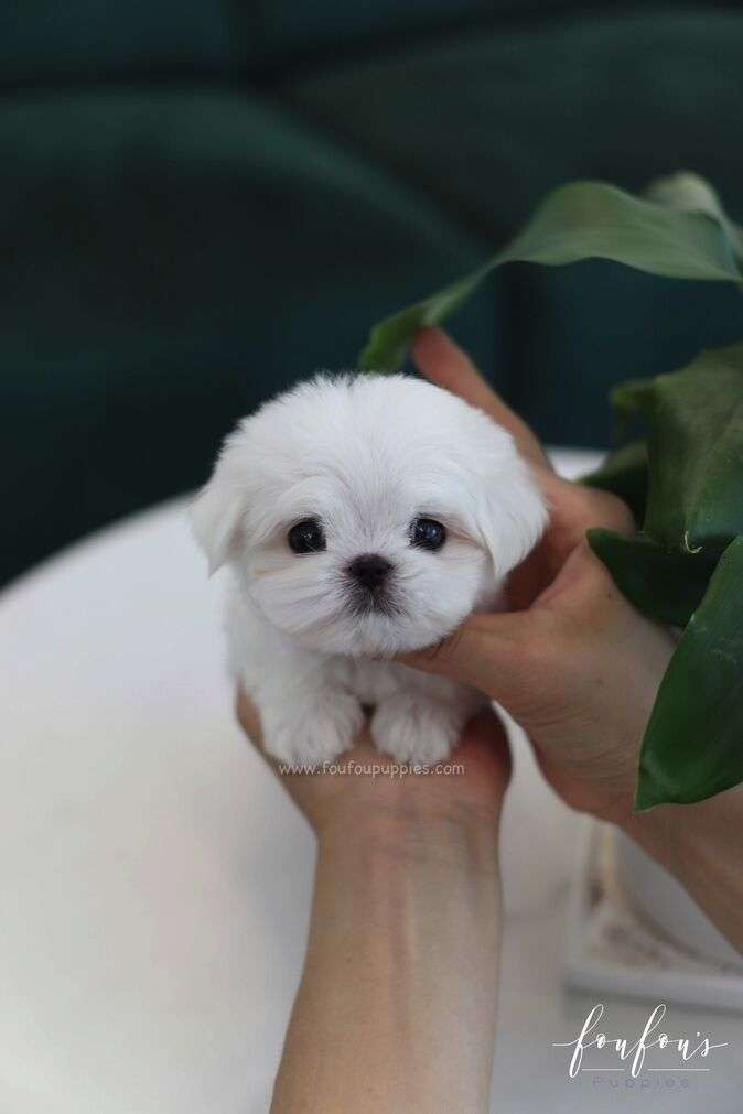 BonBon - Maltese M.
