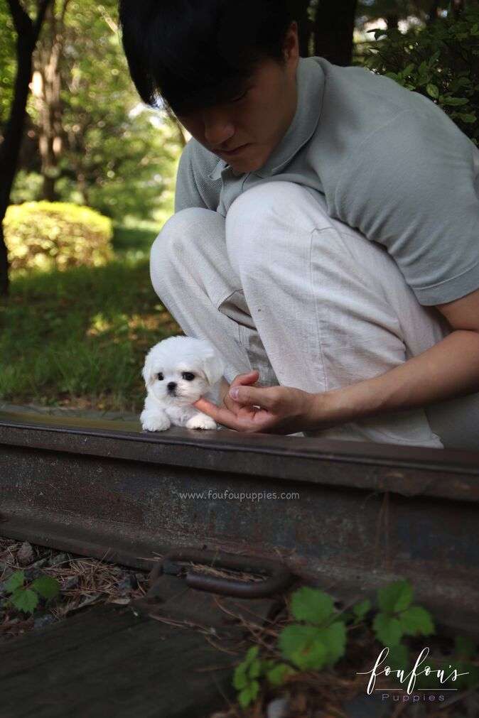 BonBon - Maltese M.