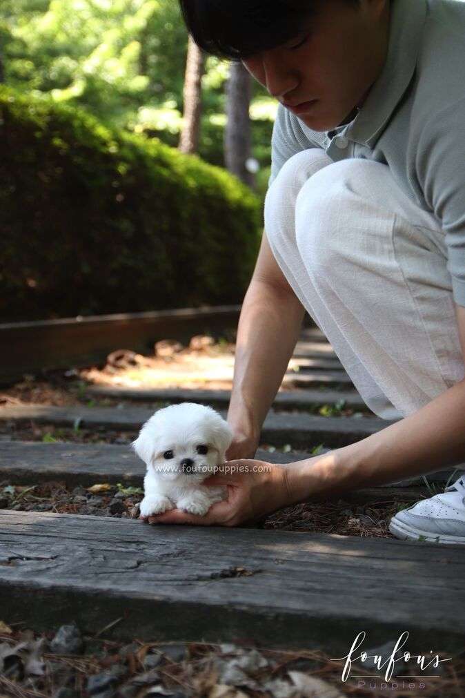 BonBon - Maltese M.
