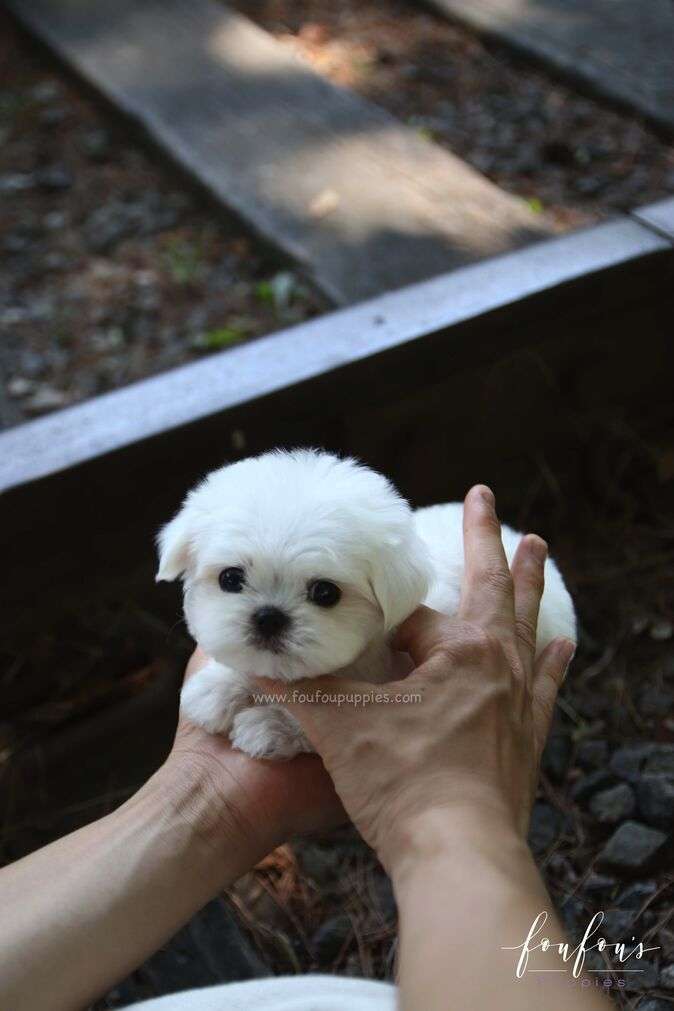 BonBon - Maltese M.