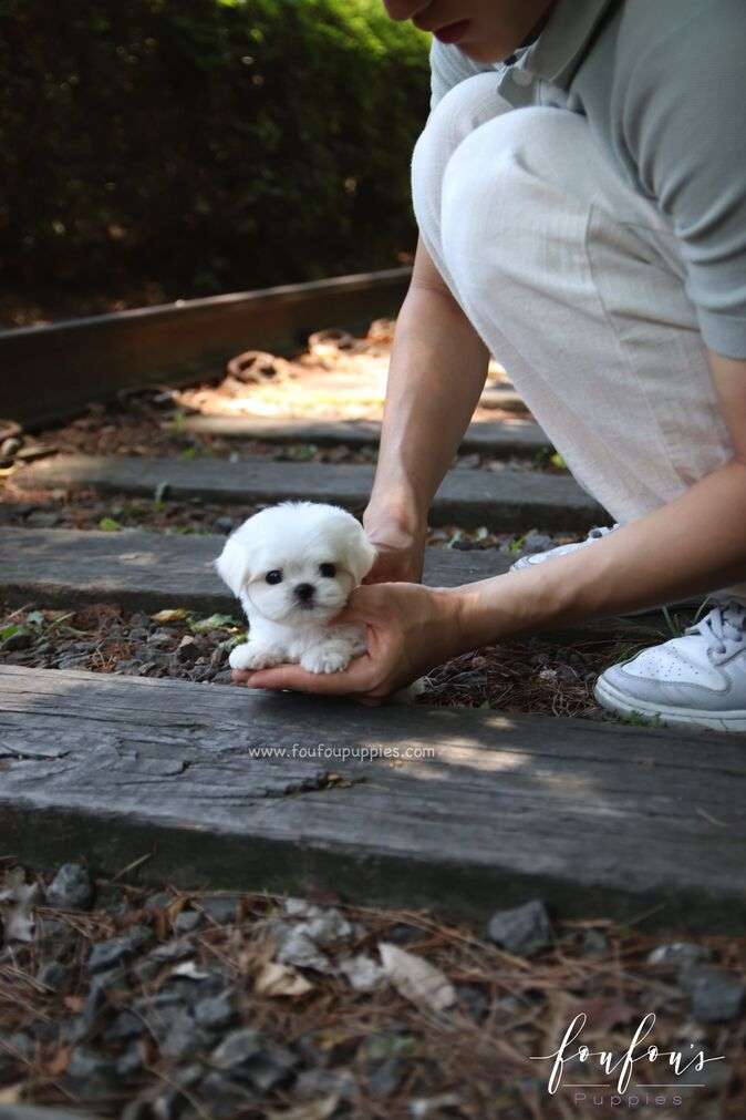 BonBon - Maltese M.