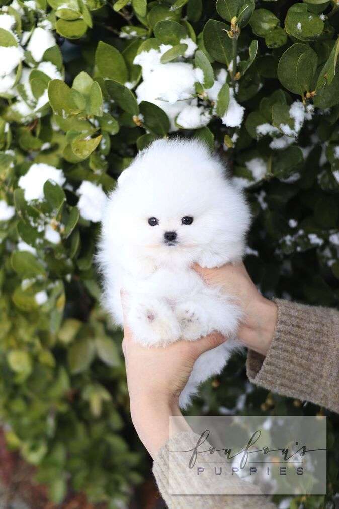 A fluffy white Pomeranian puppy being held in a person&