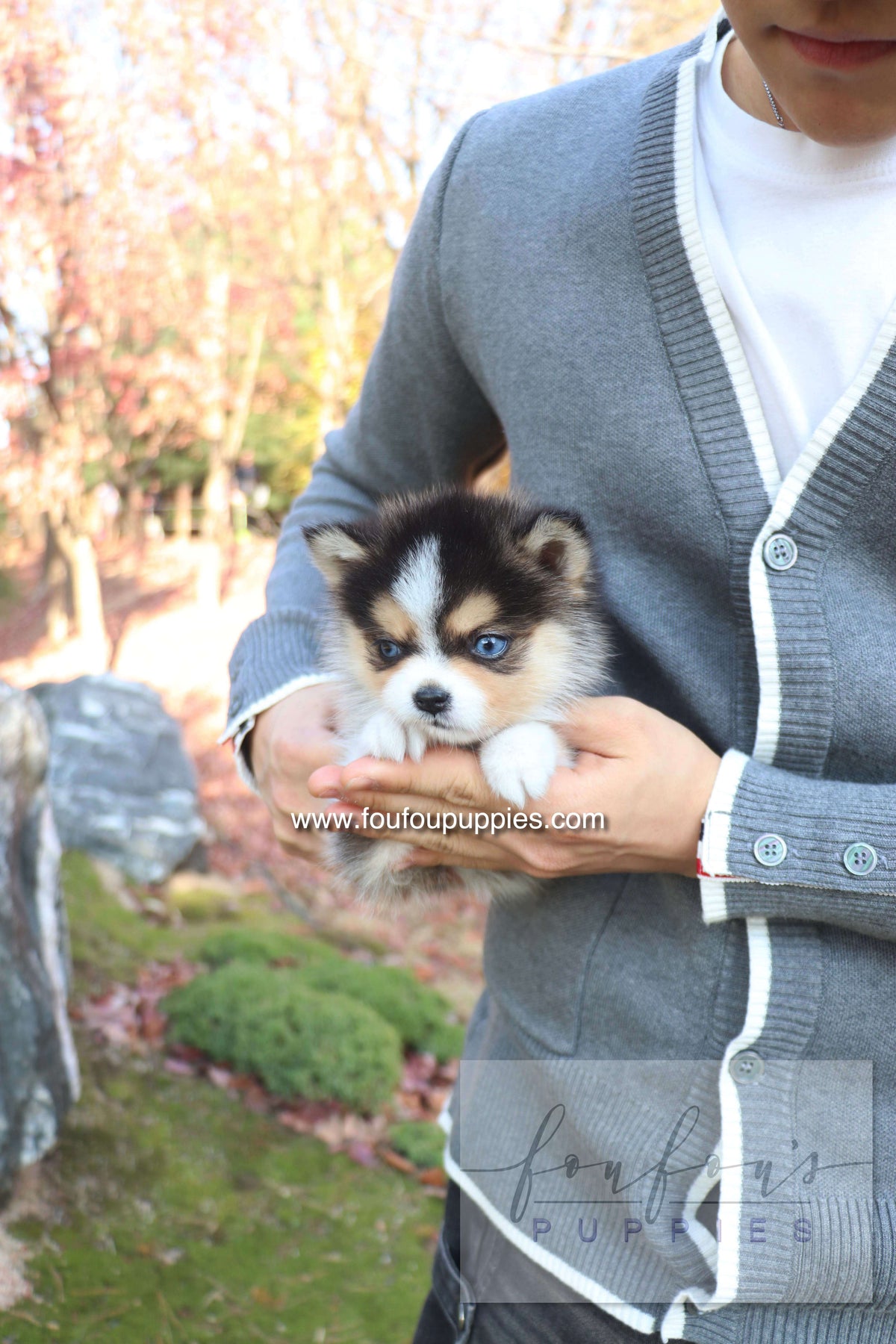 Joy - Pomsky F.