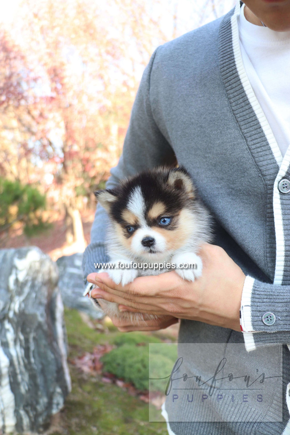 Joy - Pomsky F.